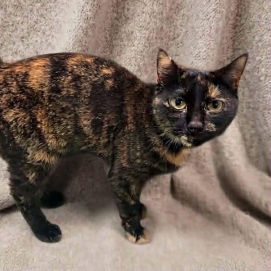 Onyx, Adoptable, Young Female Tortoiseshell.