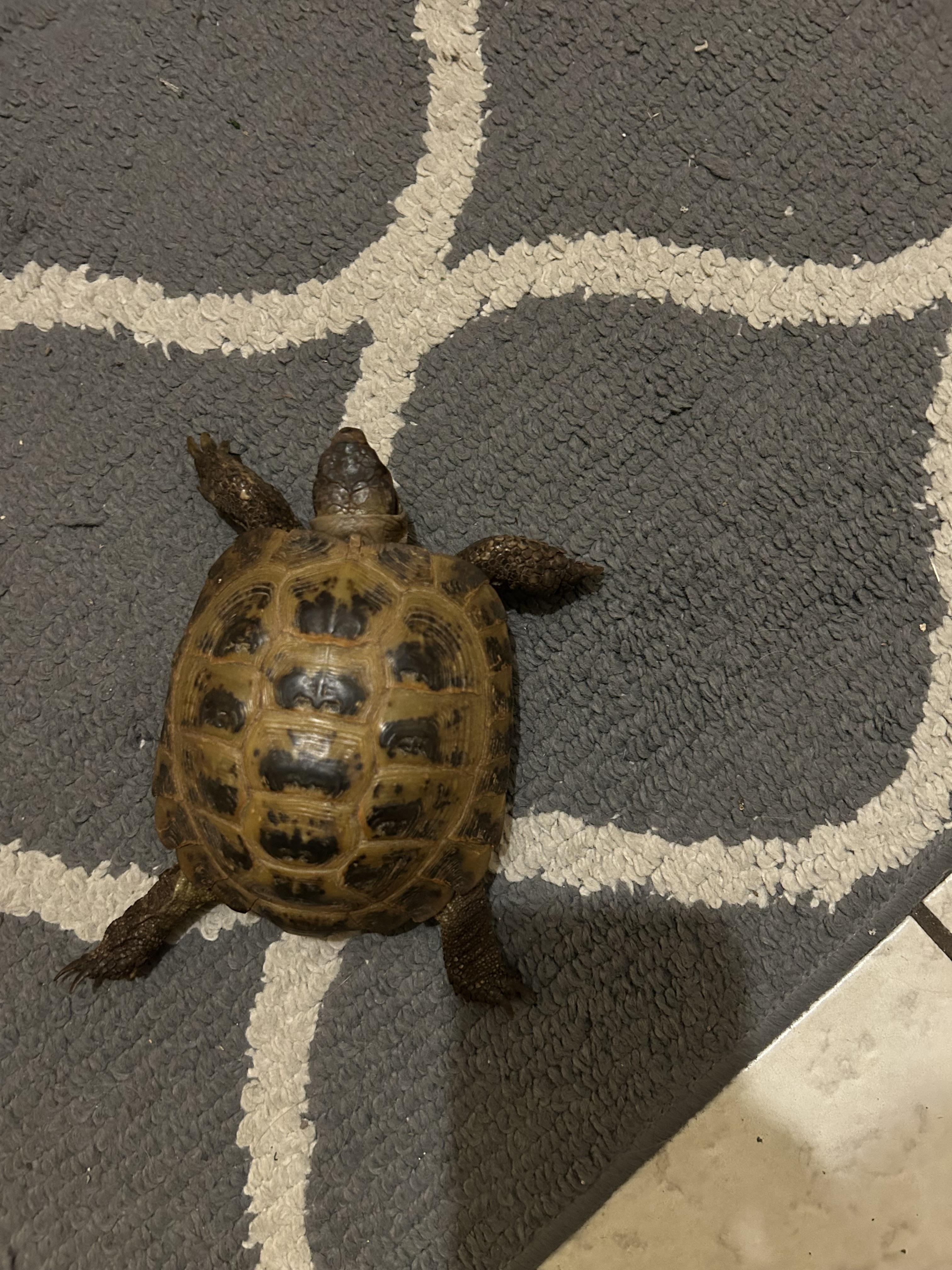 Male Russian Tortoise, adopted, Adult Male Russian.