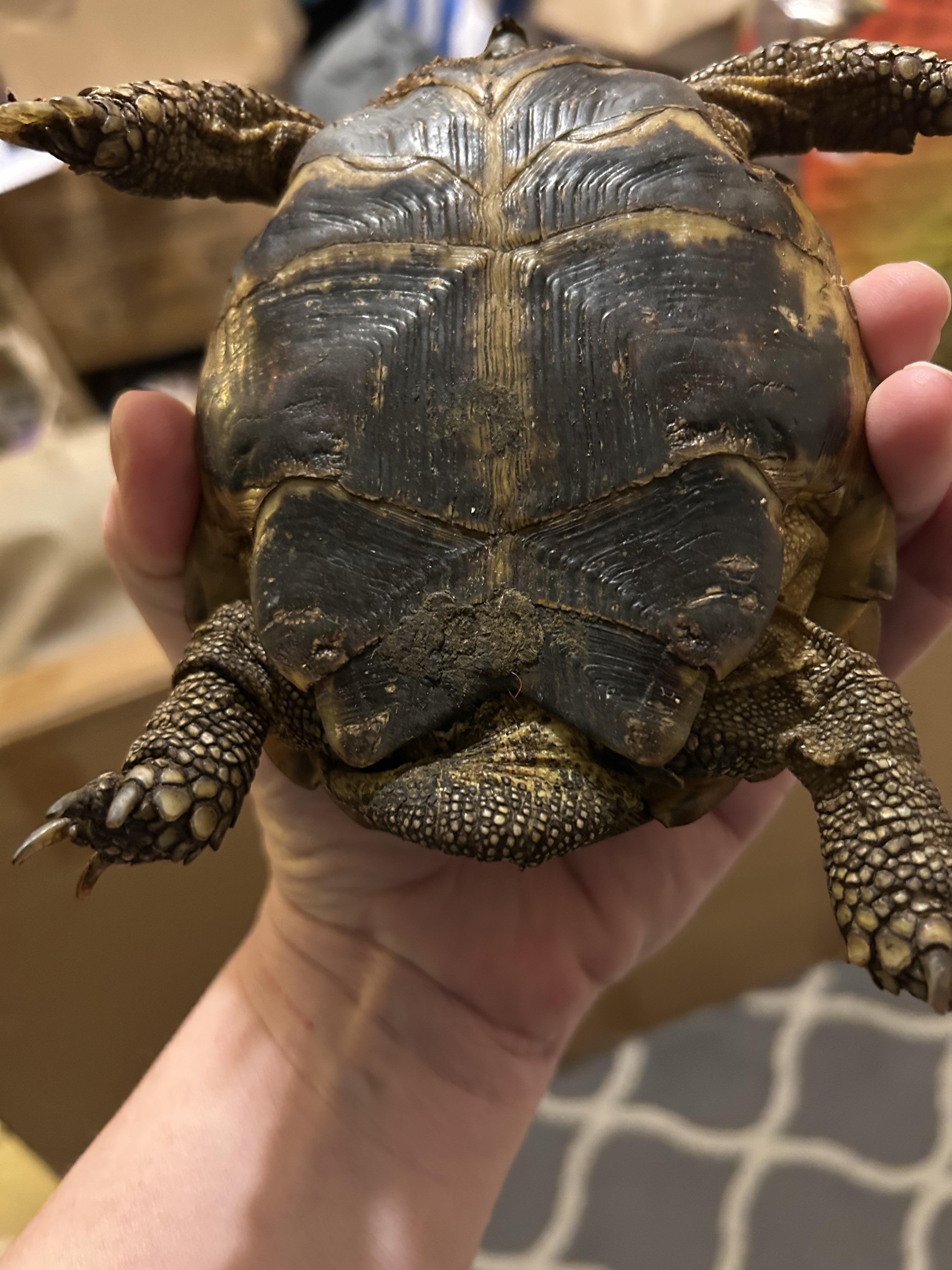 Male Russian Tortoise, an adopted Russian in Concord, CA image 2/3