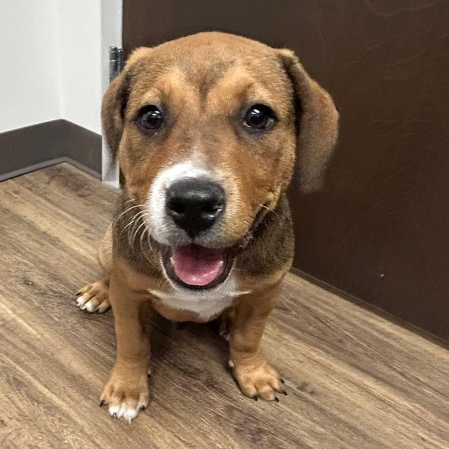 TED  Available NOW - ADOPTION or RESCUE!, Adoptable, Puppy Male Mixed Breed.