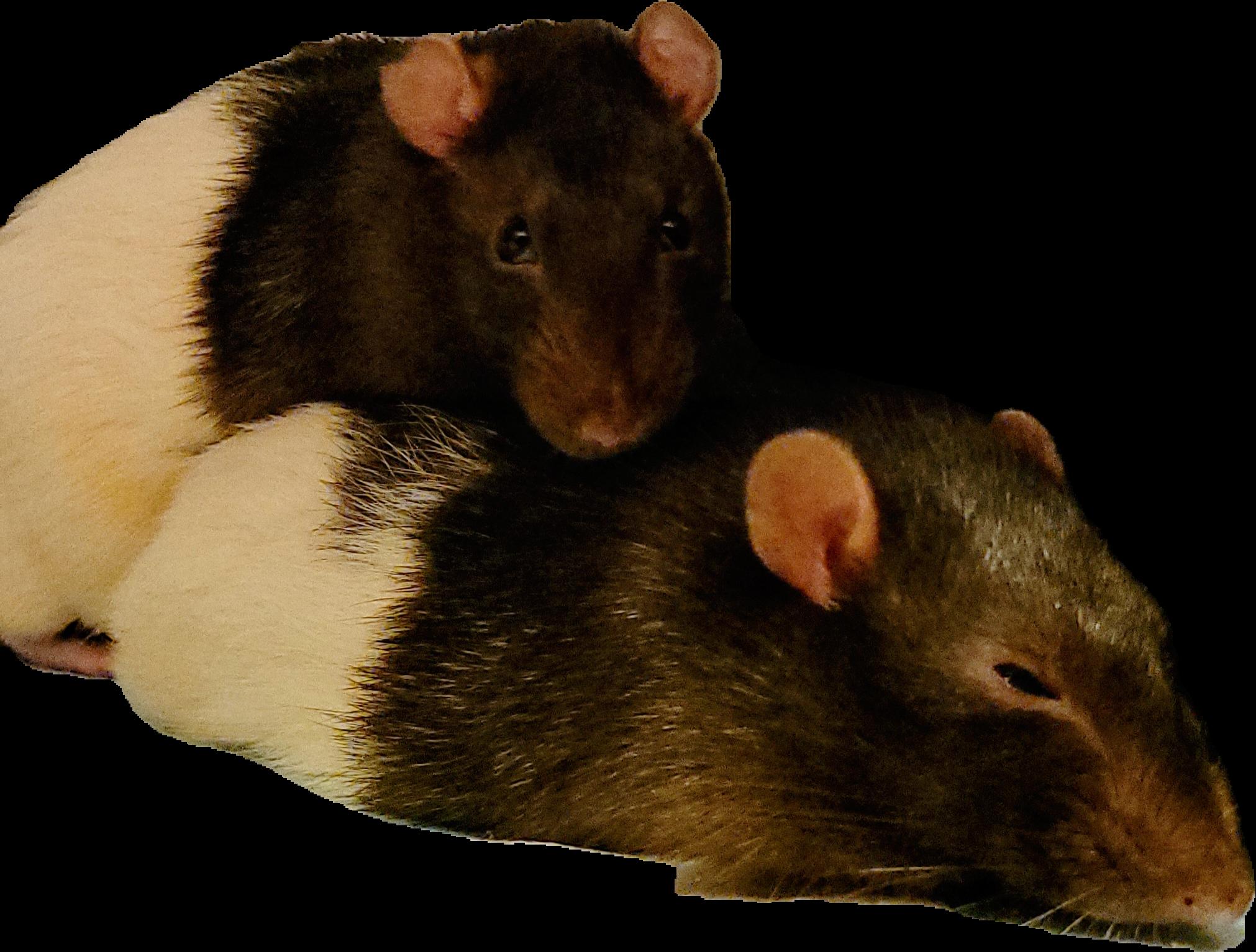 Emmett, Adopted, Adult Male Rat.