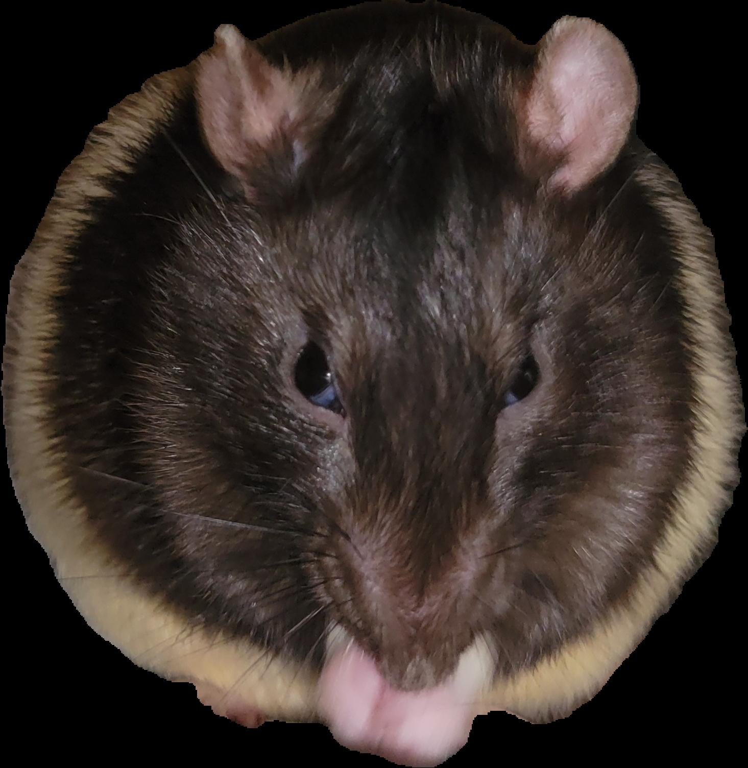 Enlarge Emmett, a Adopted Rat in Bothell, WA image 3/3