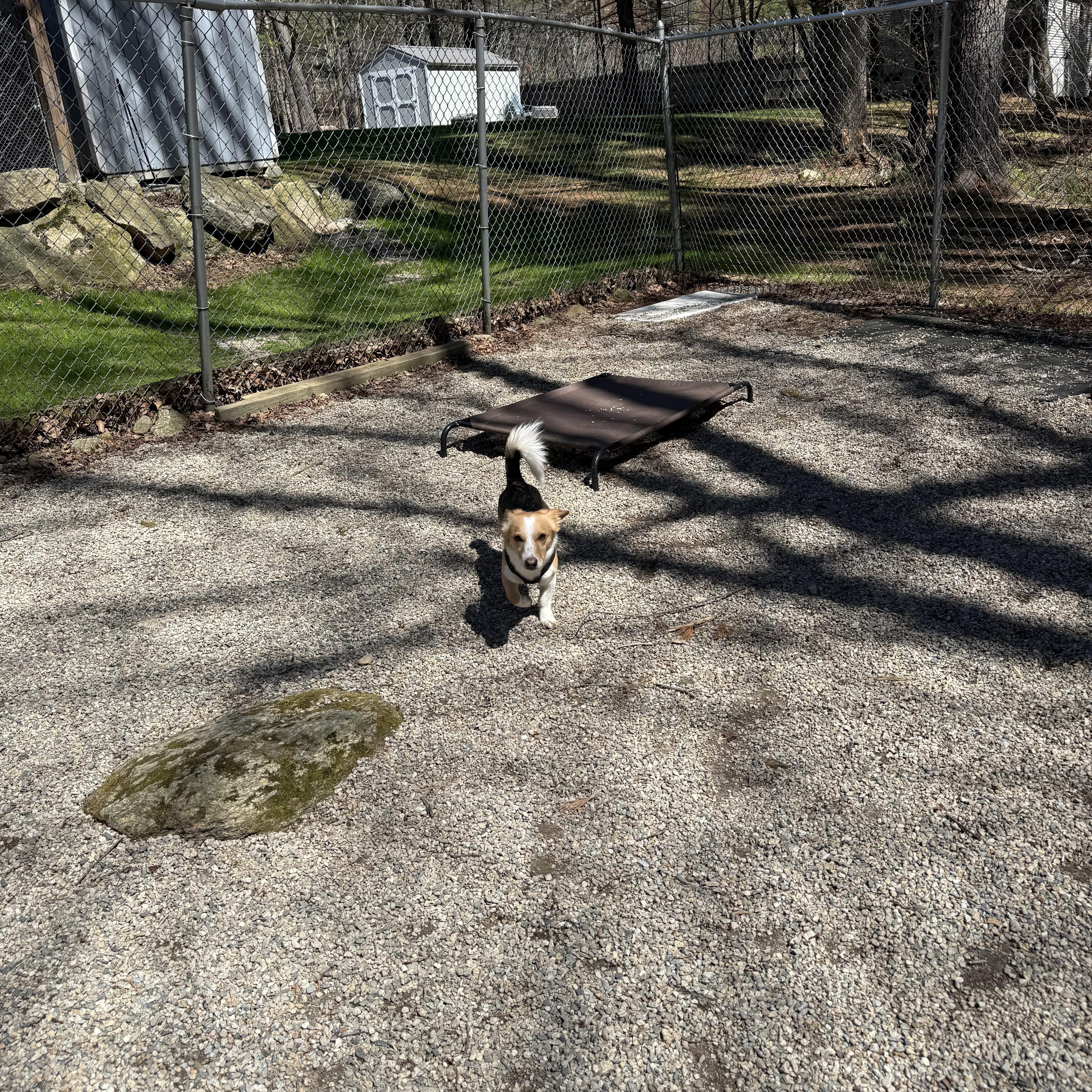 Enlarge Shadrach “Shaddy”, an adopted mixed breed in Douglas, MA image 5/6