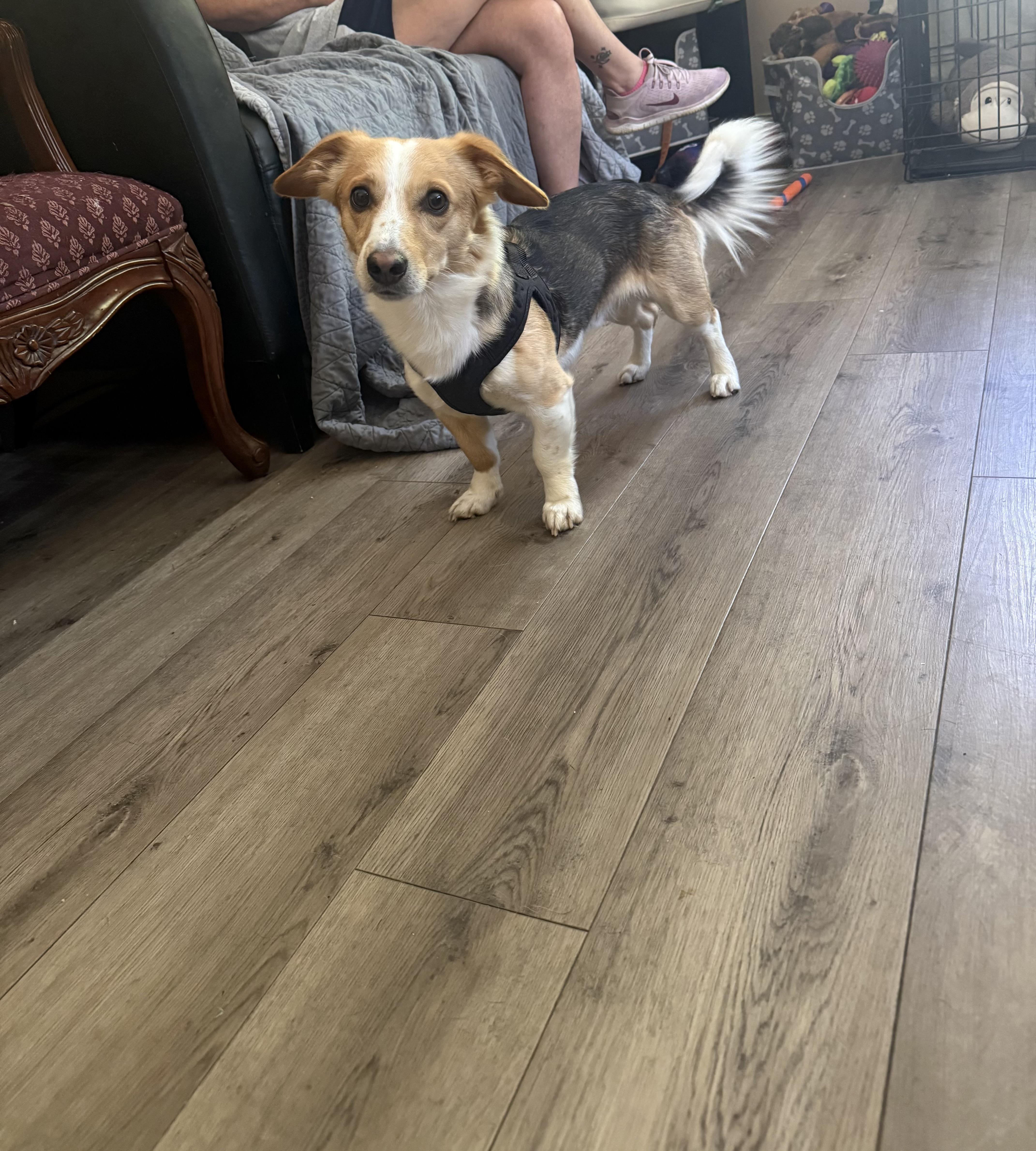 Enlarge Shadrach “Shaddy”, an adopted mixed breed in Douglas, MA image 2/6