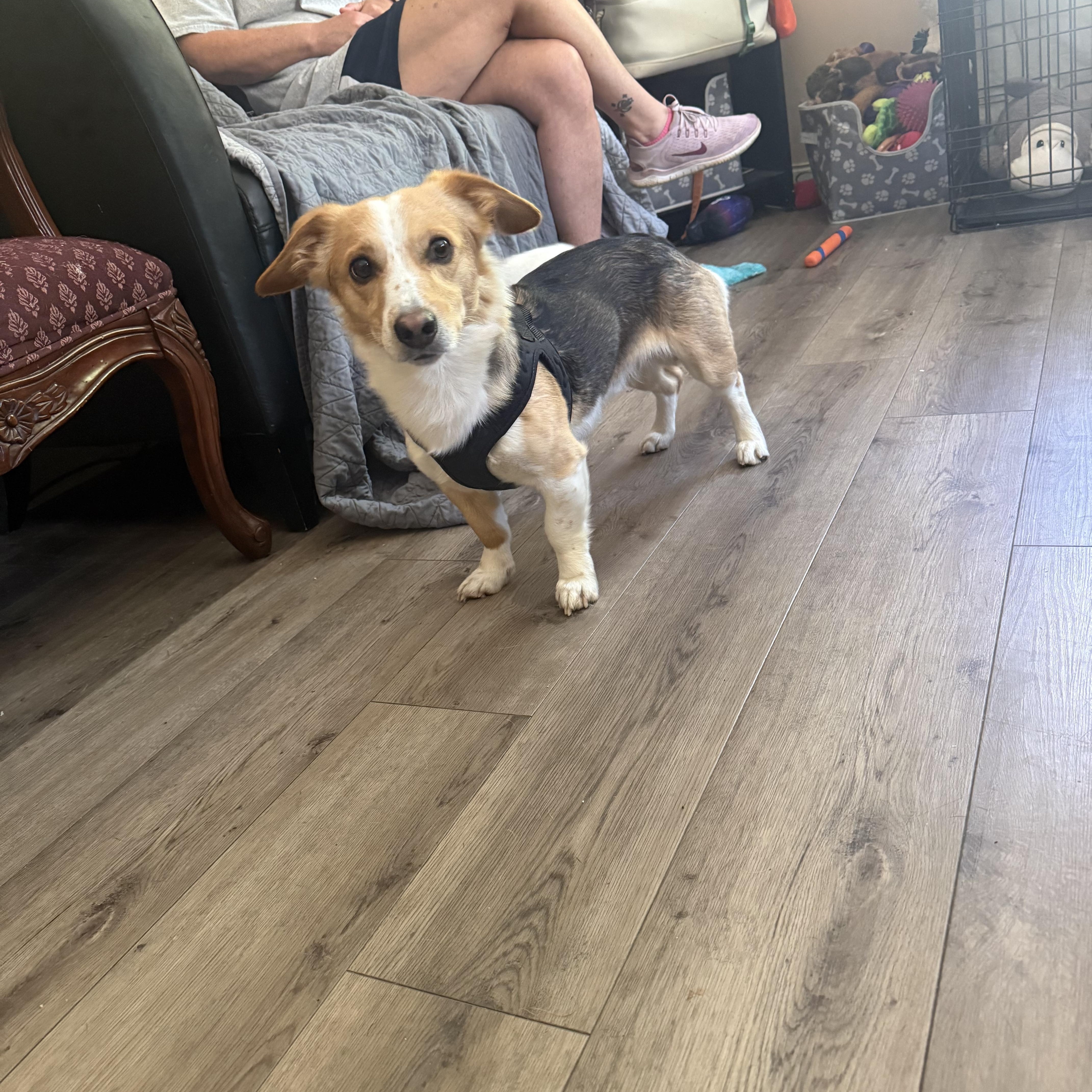 Enlarge Shadrach “Shaddy”, an adopted mixed breed in Douglas, MA image 4/6