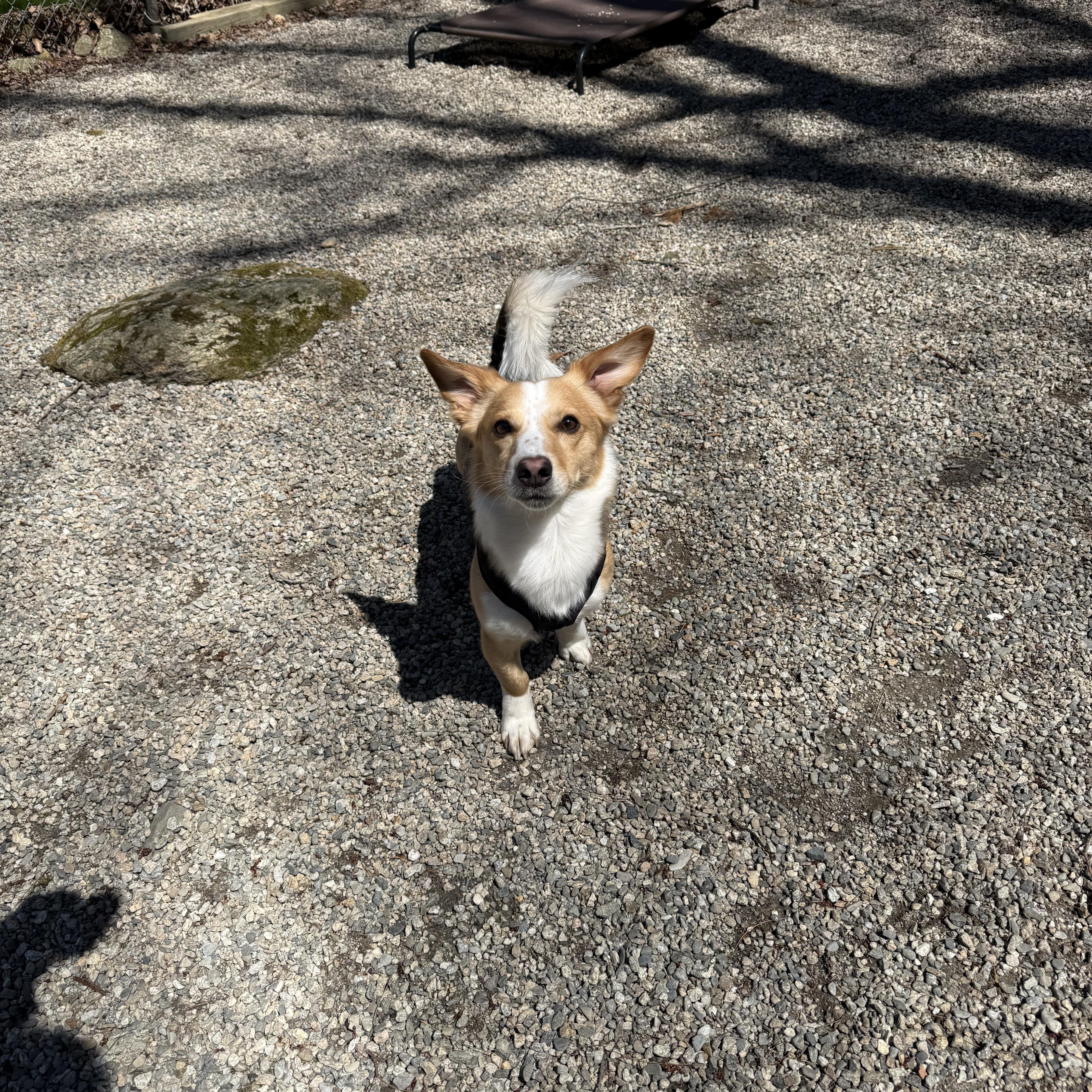 Enlarge Shadrach “Shaddy”, an adopted mixed breed in Douglas, MA image 6/6