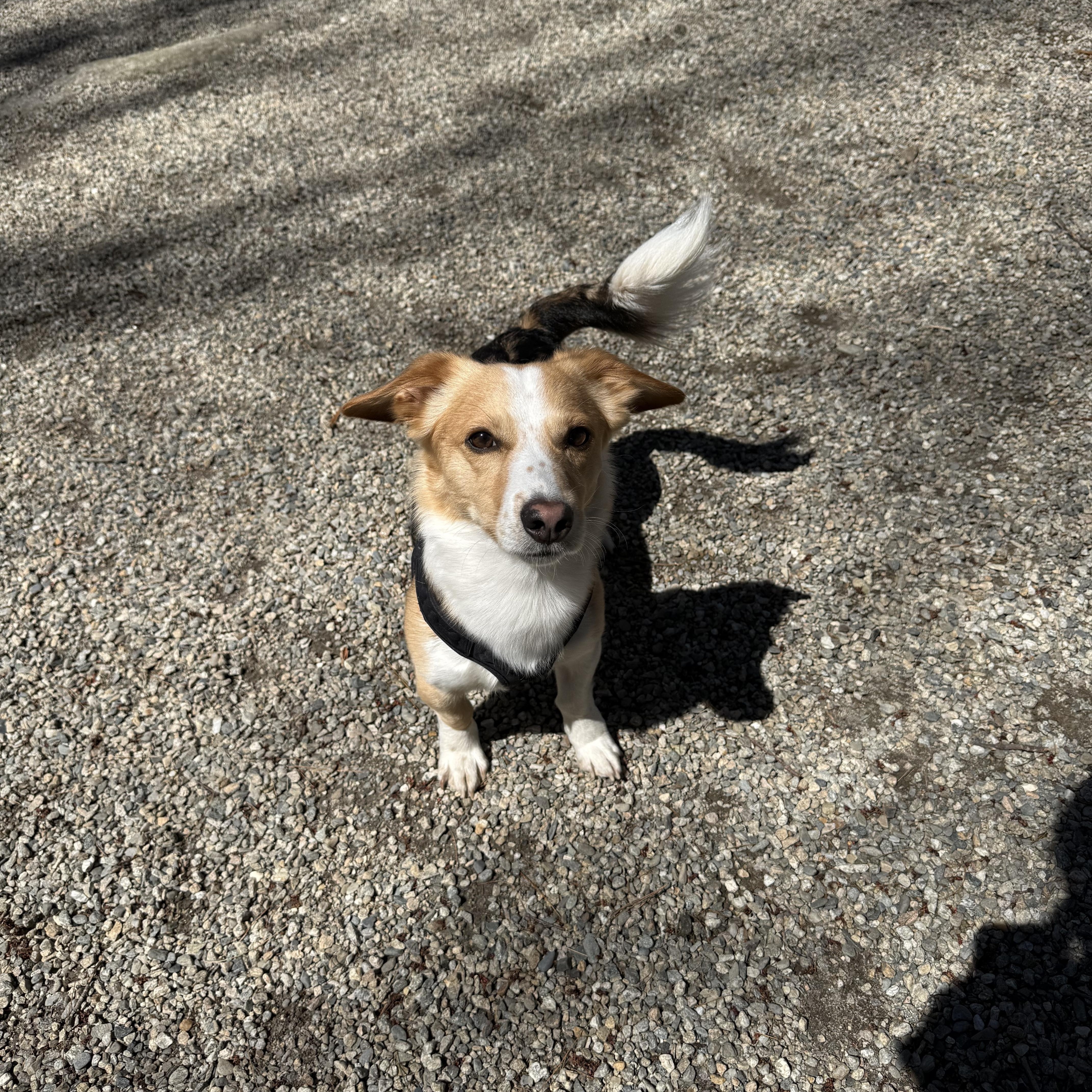 Enlarge Shadrach “Shaddy”, an adopted mixed breed in Douglas, MA image 3/6