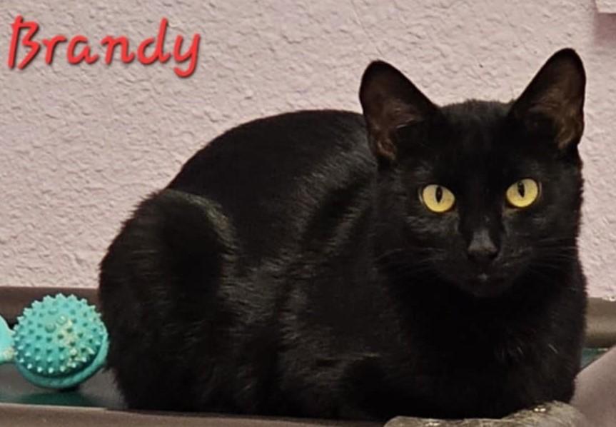 Enlarge Brandy, a Adoptable Domestic Short Hair in Libby, MT image 4/5