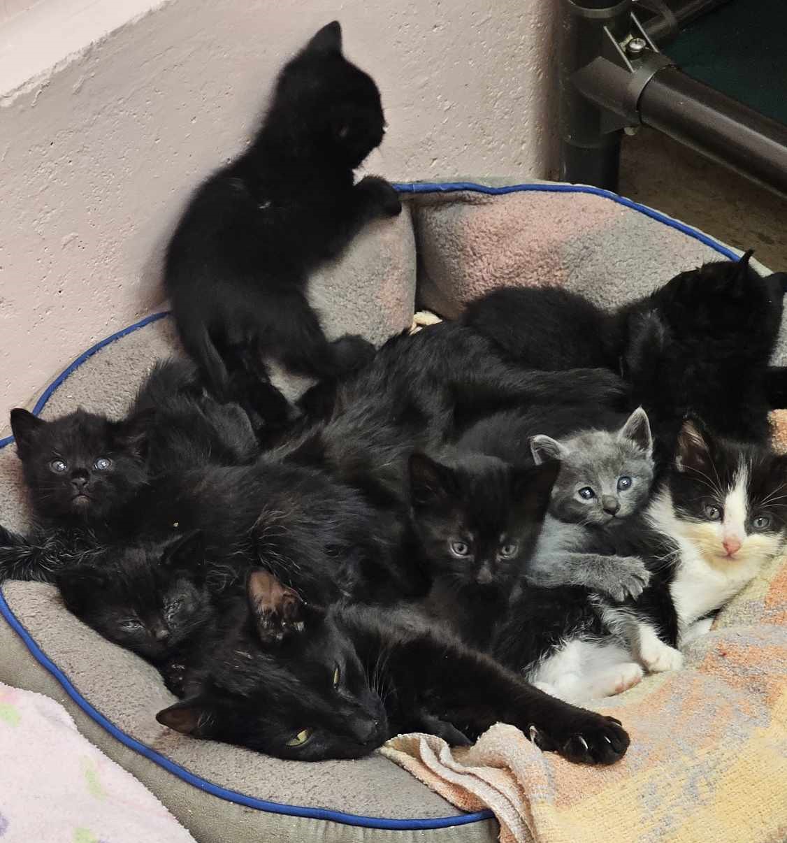 Brandy, a Adoptable Domestic Short Hair image 2/2