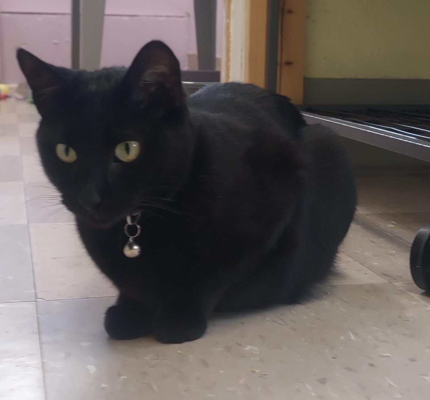 Enlarge Brandy, a Adoptable Domestic Short Hair in Libby, MT image 1/5