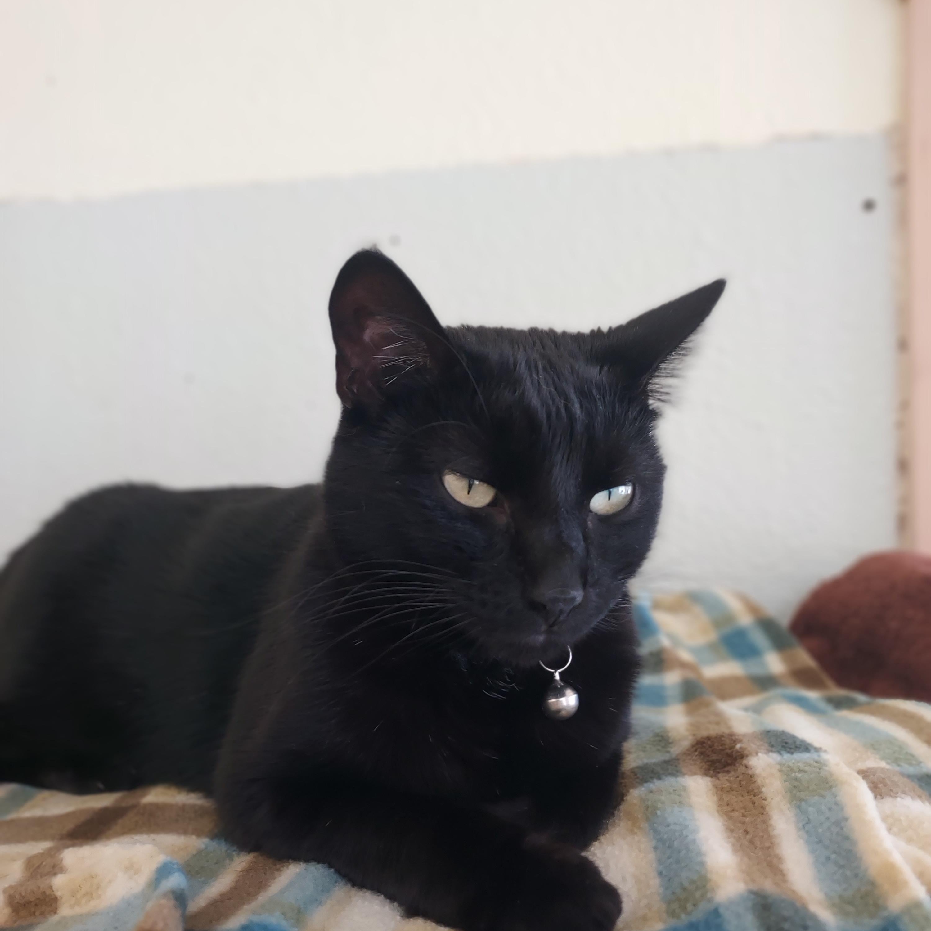 Enlarge Brandy, a Adoptable Domestic Short Hair in Libby, MT image 5/5