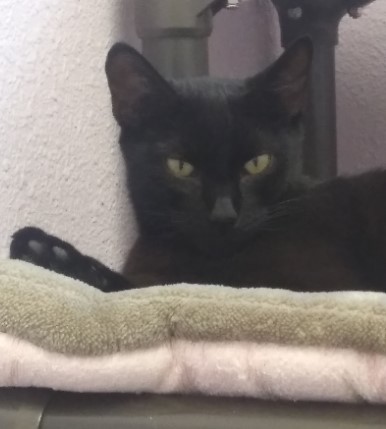 Brandy, Adoptable, Young Female Domestic Short Hair.