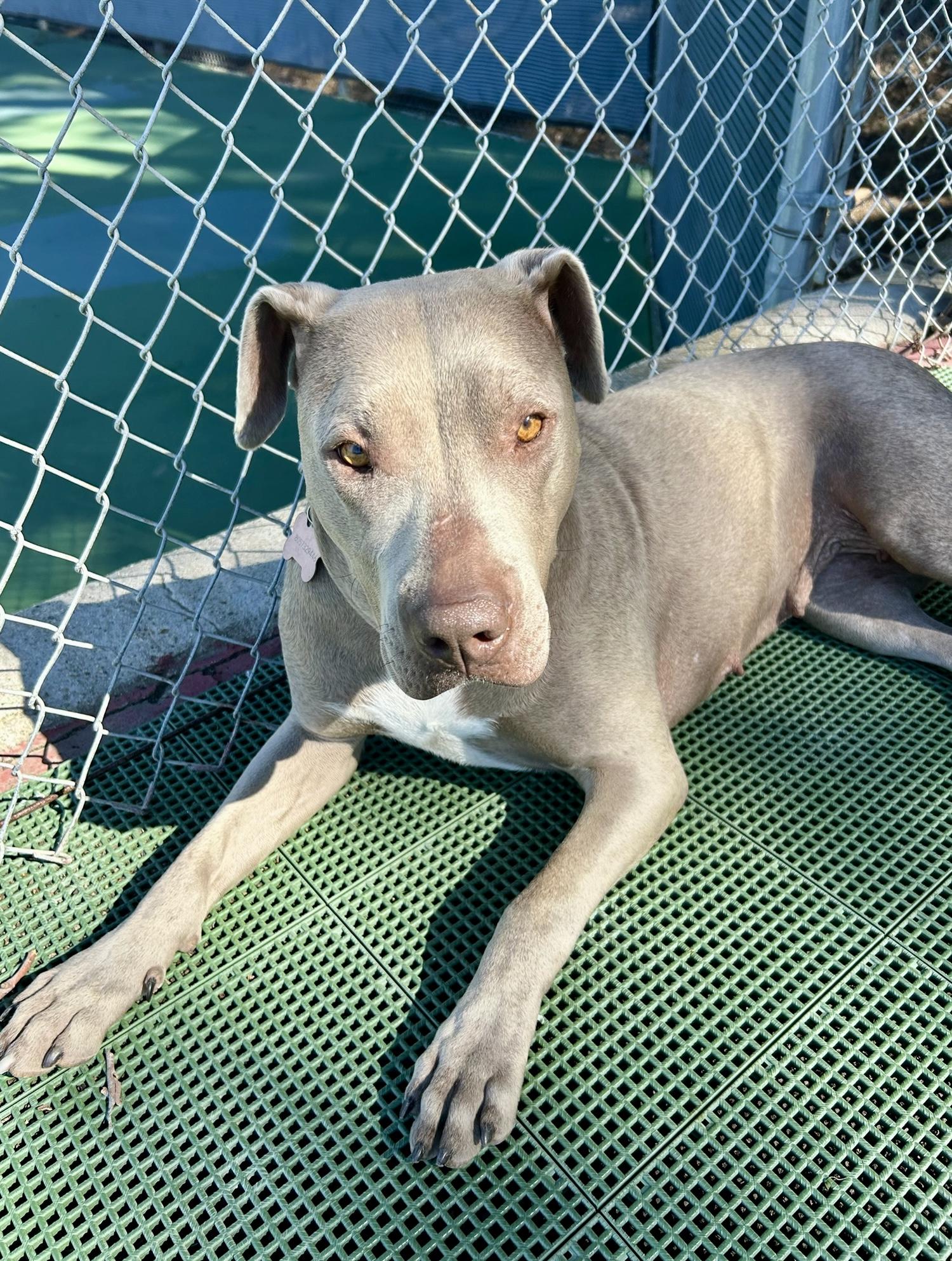 Sonia, Adoptable, Young Female Staffordshire Bull Terrier.