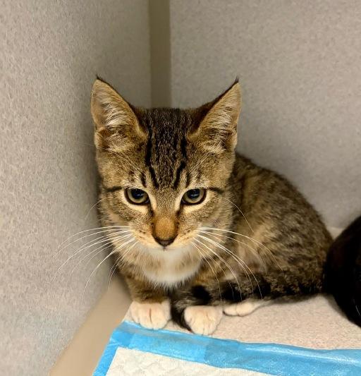 Shortstack, Adopted, Kitten Female Domestic Short Hair.