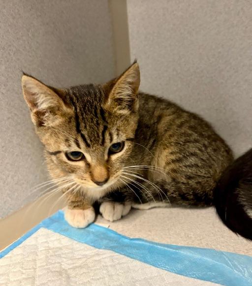 Enlarge Shortstack, a Adopted Domestic Short Hair in Winter Haven, FL image 2/2
