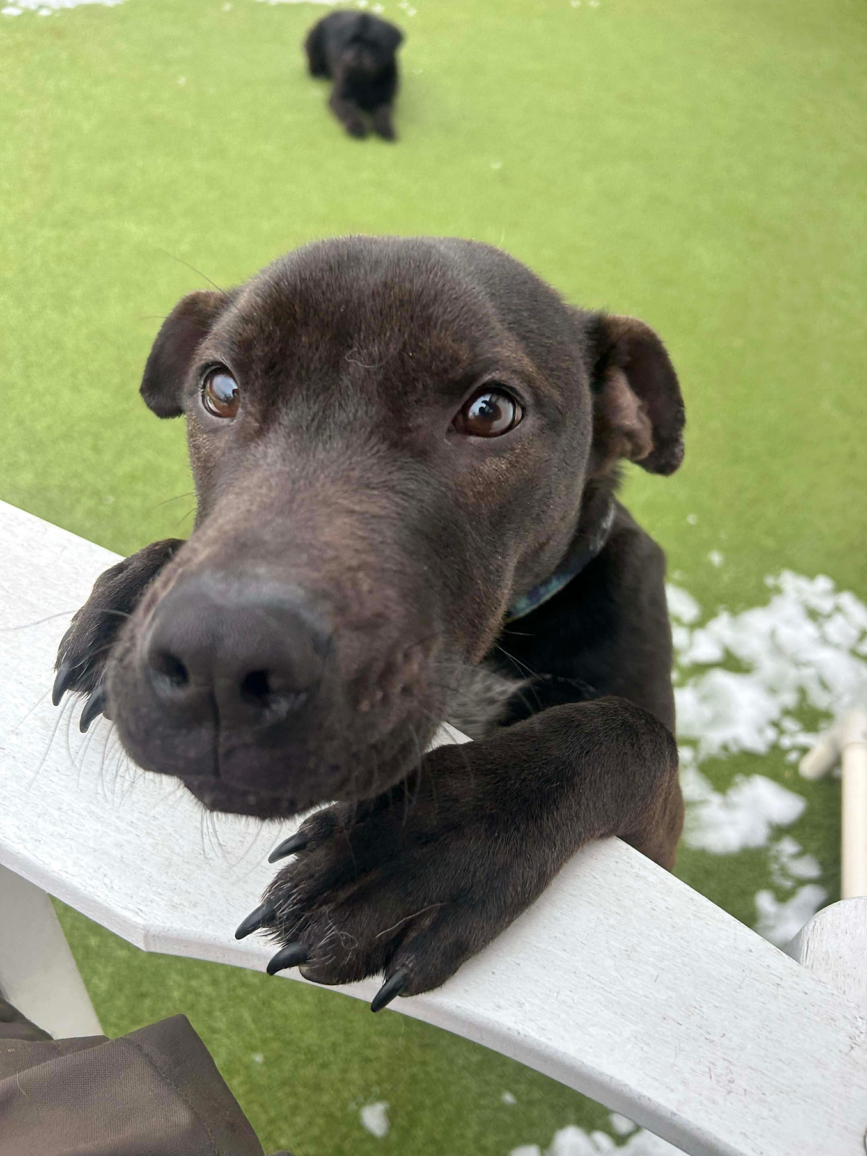 Enlarge CLIFFORD, a ADOPTABLE mixed breed in Stamford, CT image 6/6