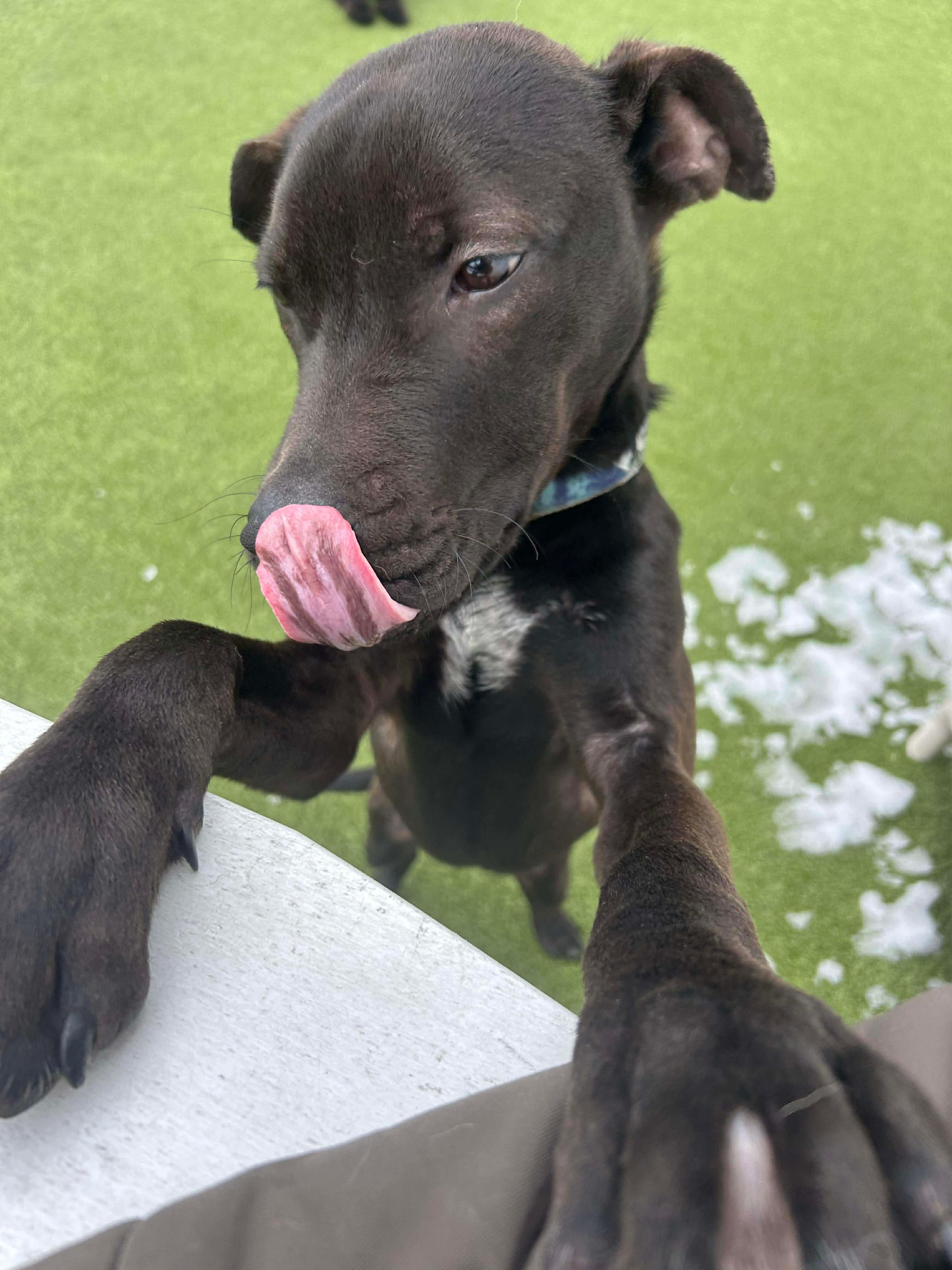 Enlarge CLIFFORD, a ADOPTABLE mixed breed in Stamford, CT image 3/6