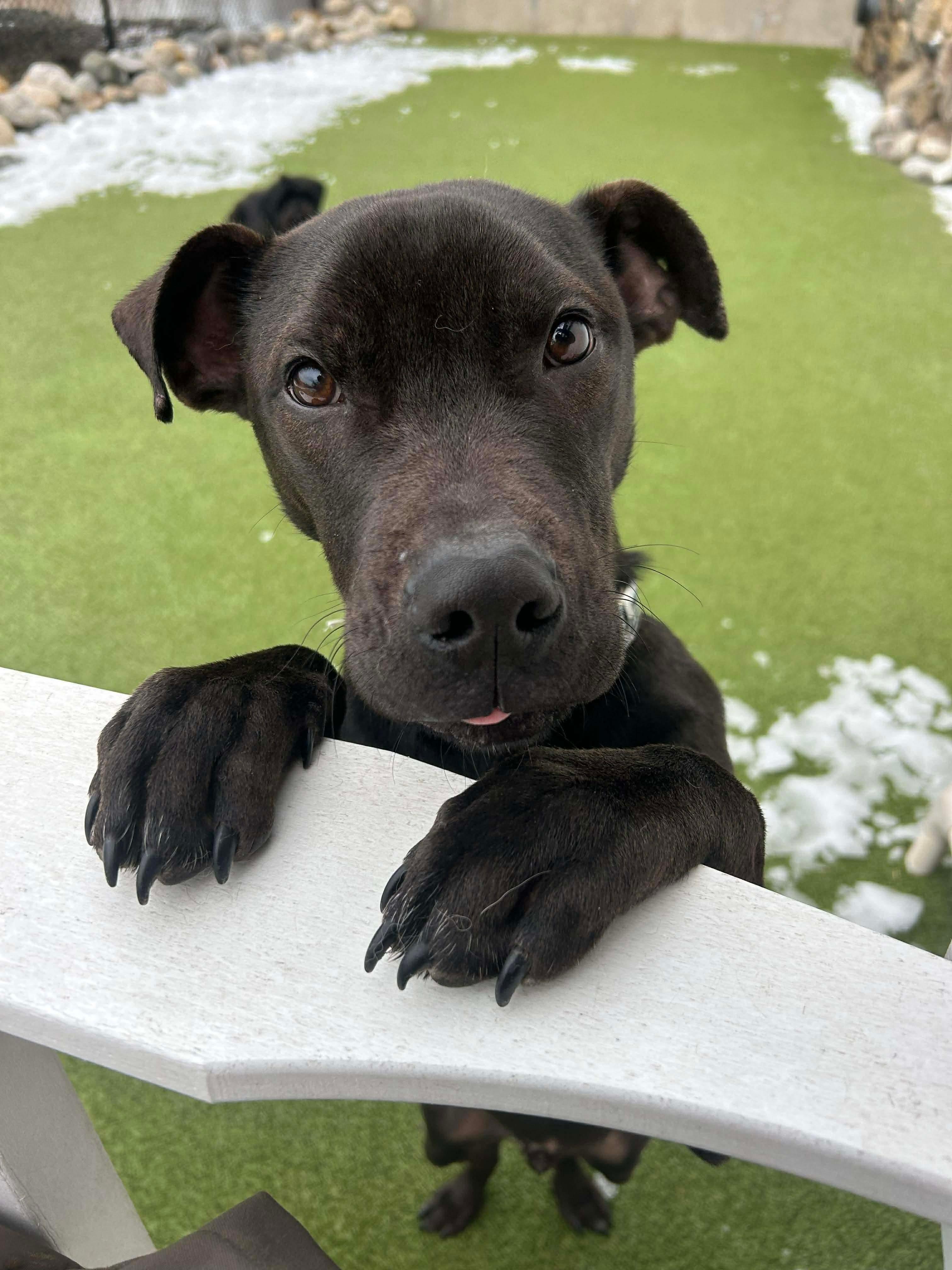 CLIFFORD, ADOPTABLE, Young Male Mixed Breed.