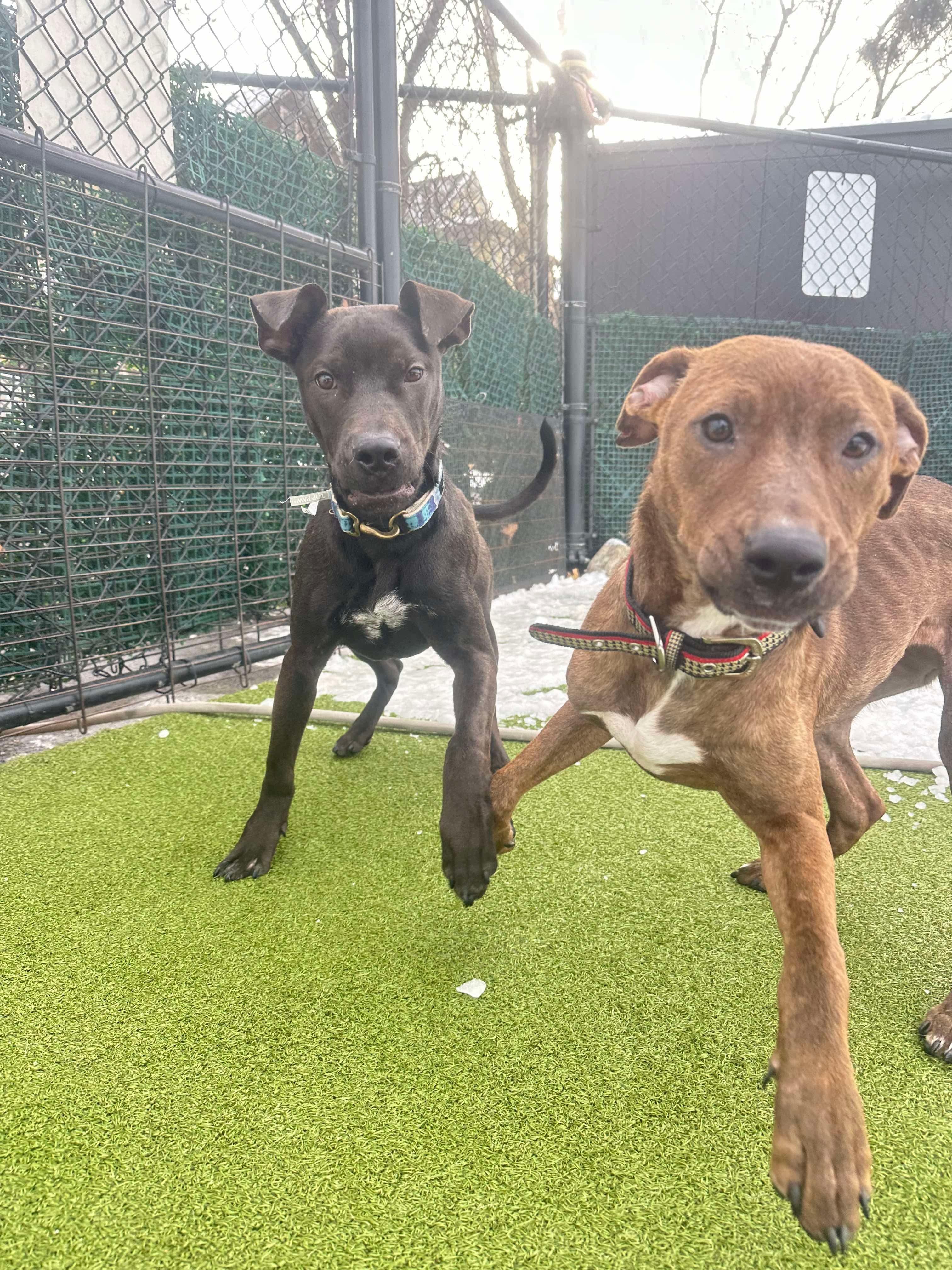 Enlarge CLIFFORD, a ADOPTABLE mixed breed in Stamford, CT image 4/6