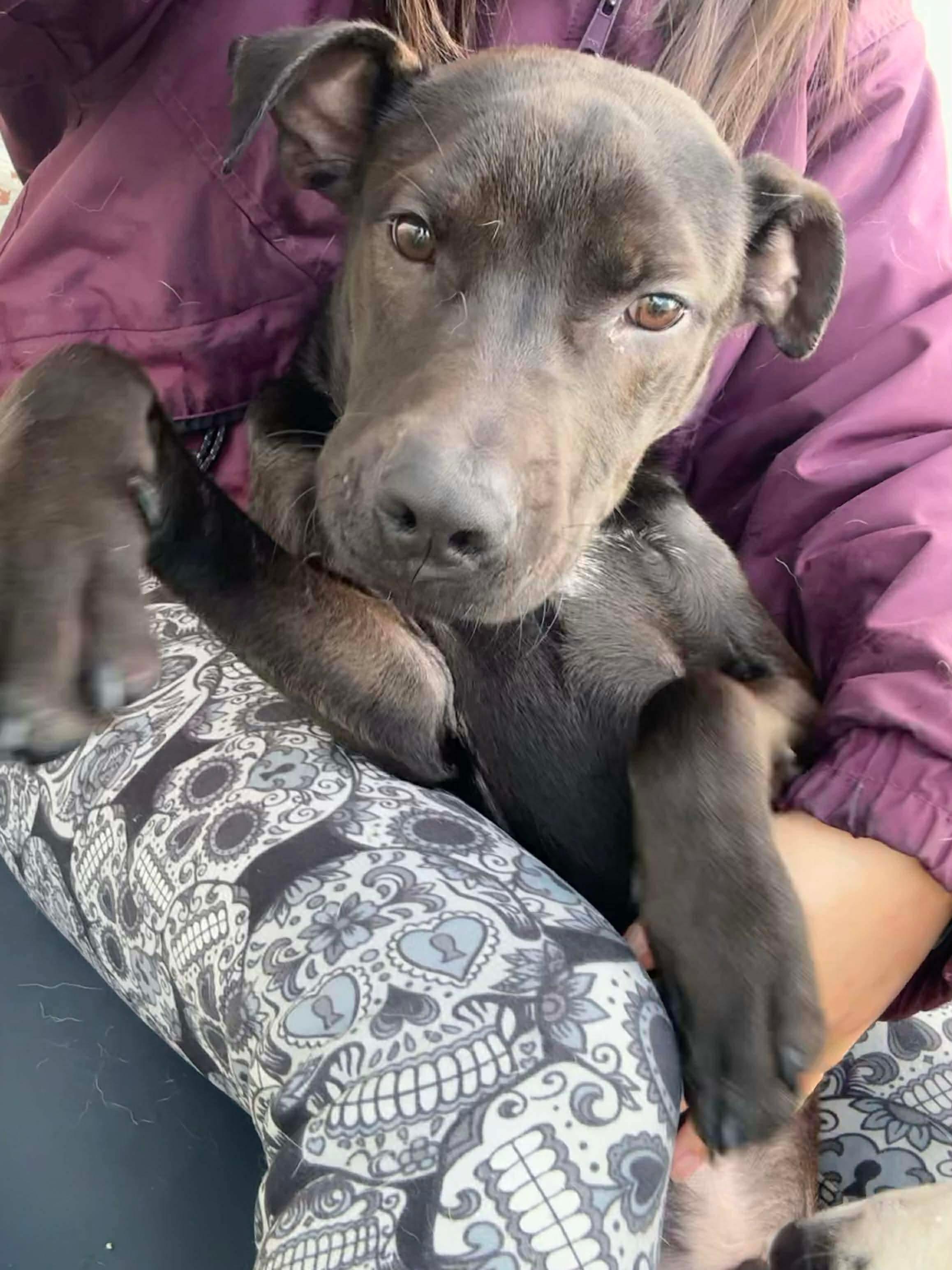 Enlarge CLIFFORD, a ADOPTABLE mixed breed in Stamford, CT image 2/6