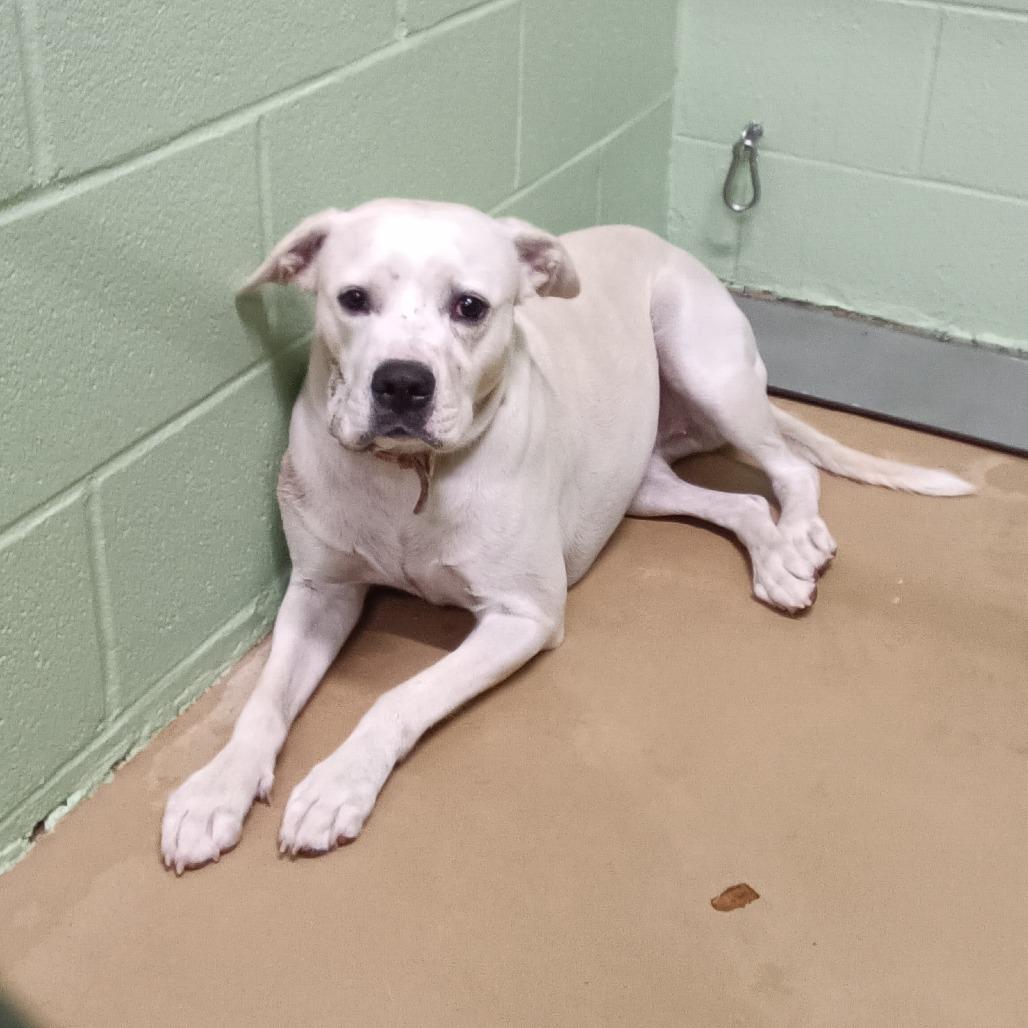 Enlarge Nina, a Adoptable Mixed Breed in Portland, TX image 1/1