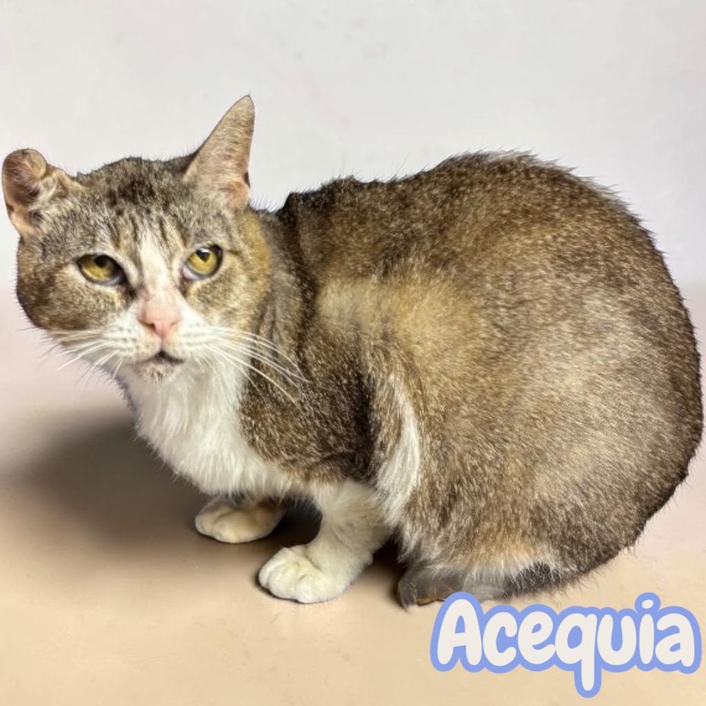 Acequia, Adoptable, Adult Female Domestic Short Hair.