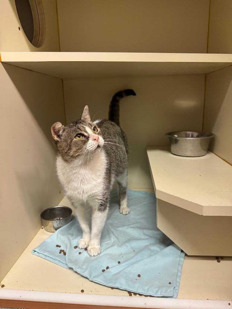 Enlarge Acequia, a Adoptable Domestic Short Hair in Sorrento, LA image 2/3