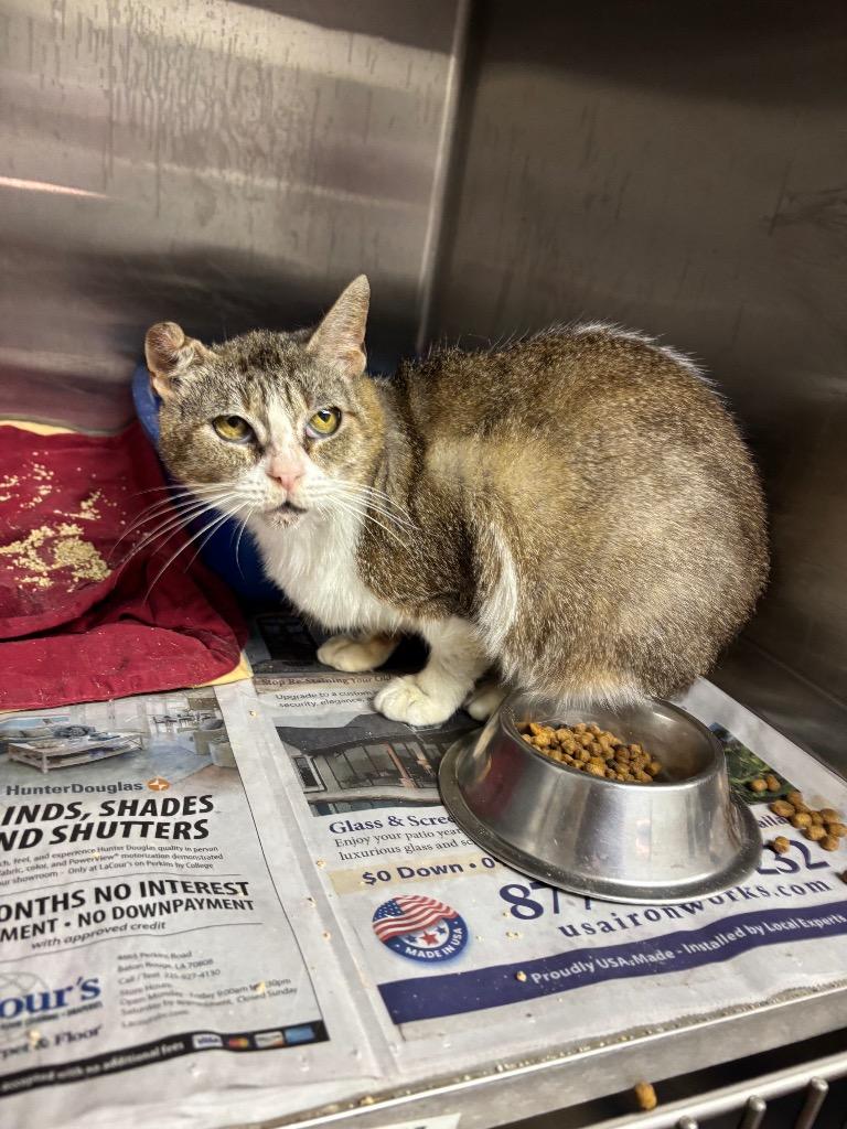 Enlarge Acequia, a Adoptable Domestic Short Hair in Sorrento, LA image 3/3