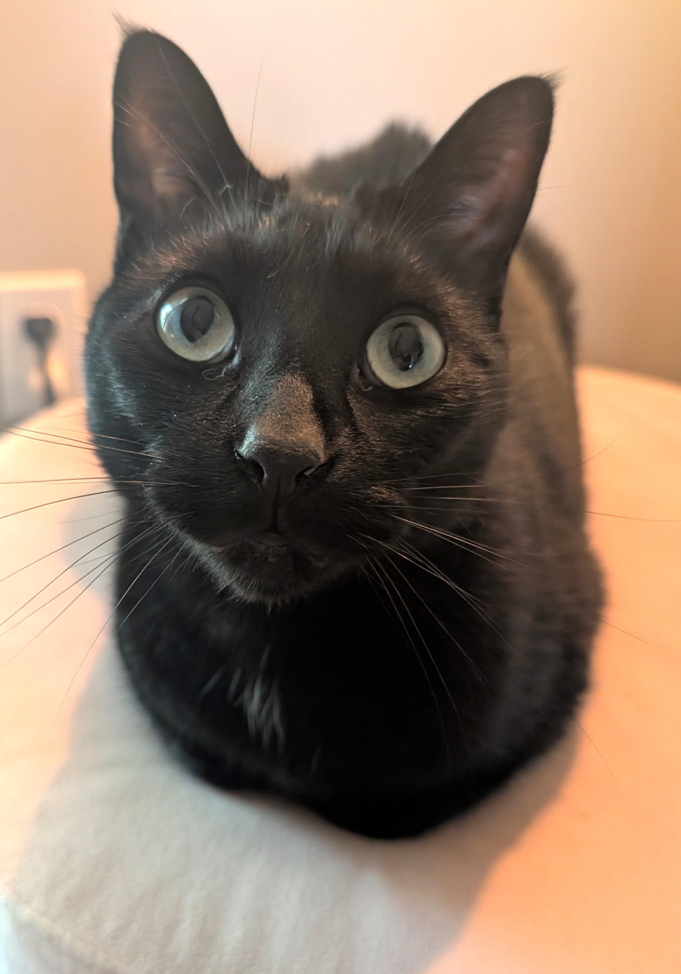 Kitty, a Adoptable Tabby in Stoney Creek, ON image 4/5