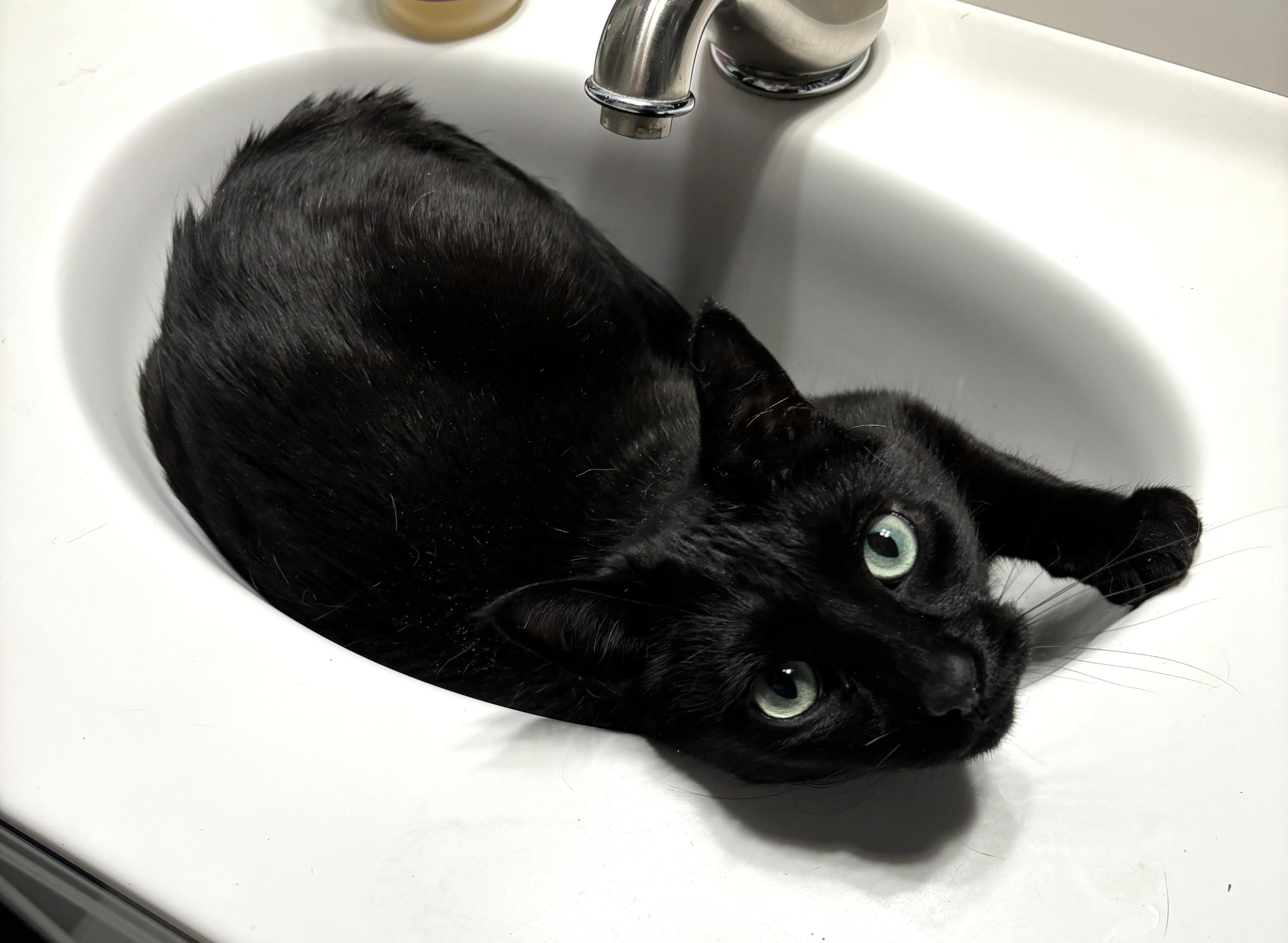 Kitty, a Adoptable Tabby in Stoney Creek, ON image 5/5