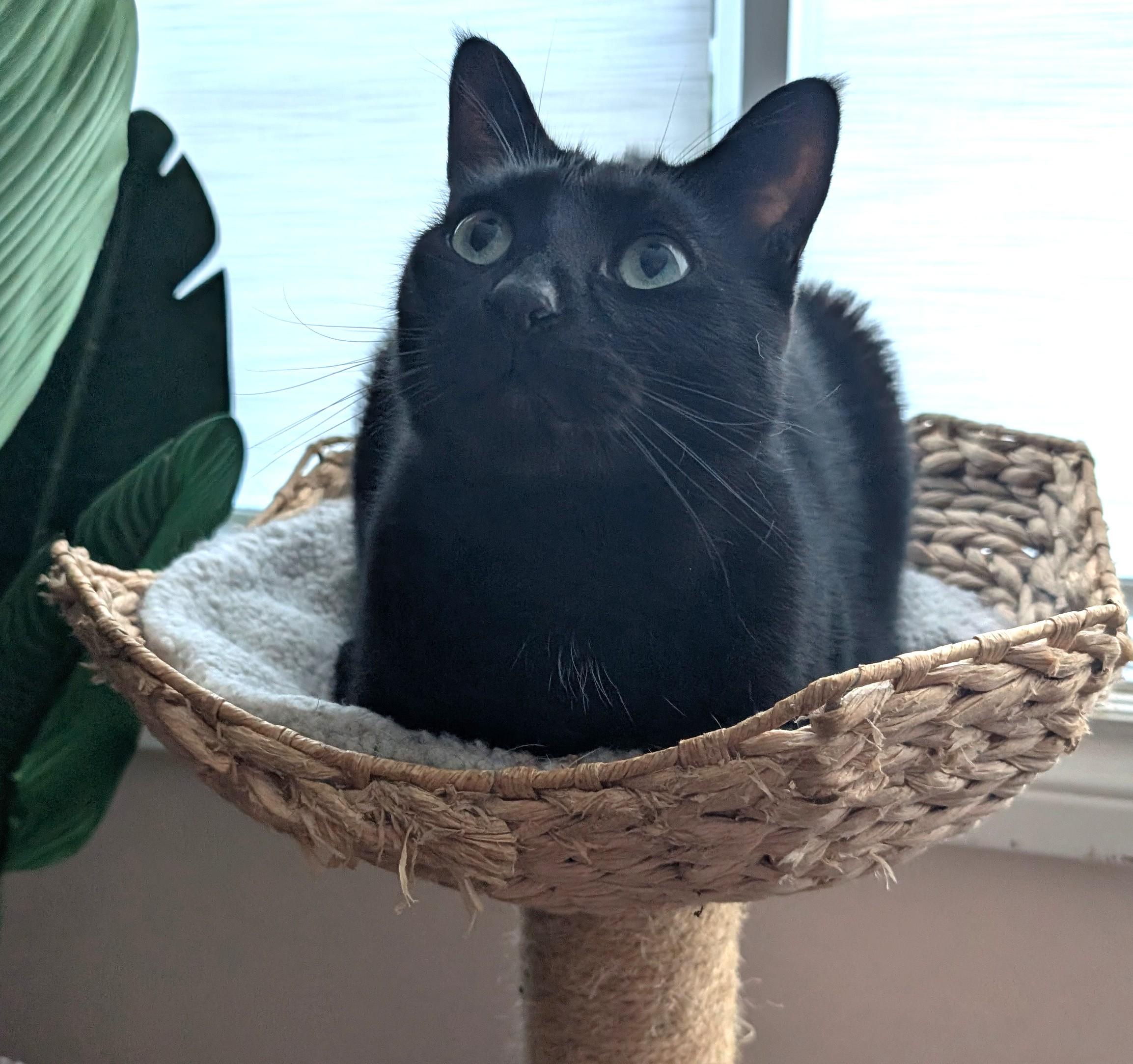 Kitty, a Adoptable Tabby in Stoney Creek, ON image 3/5