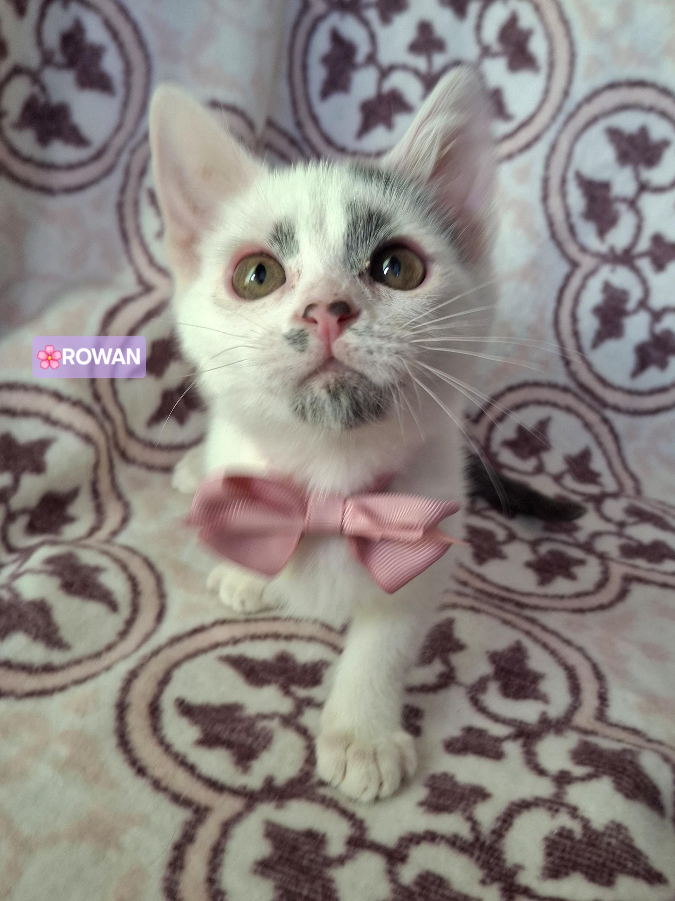 Enlarge ROWAN, a Adoptable Domestic Short Hair in Fullerton, CA image 6/6