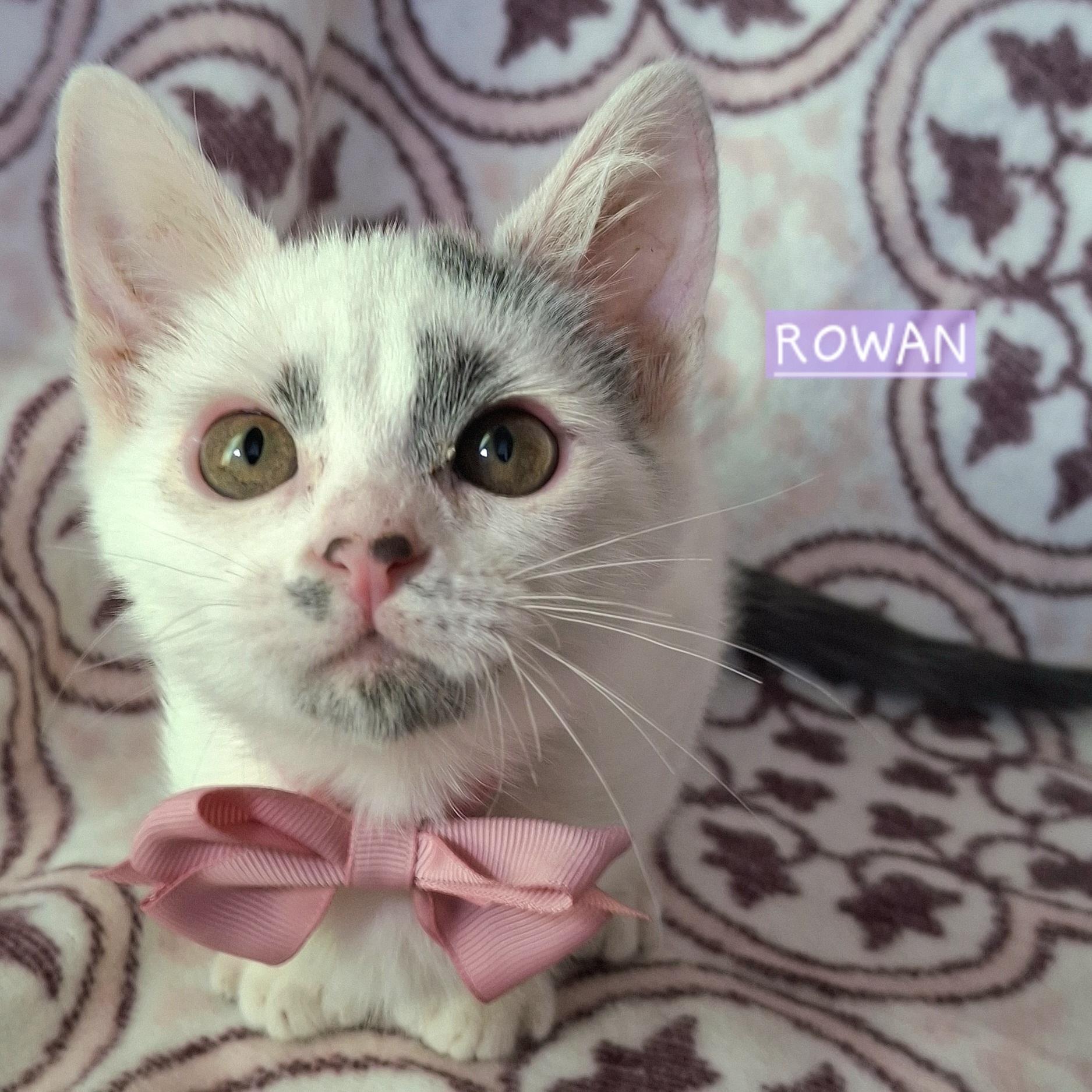 Enlarge ROWAN, a Adoptable Domestic Short Hair in Fullerton, CA image 1/6