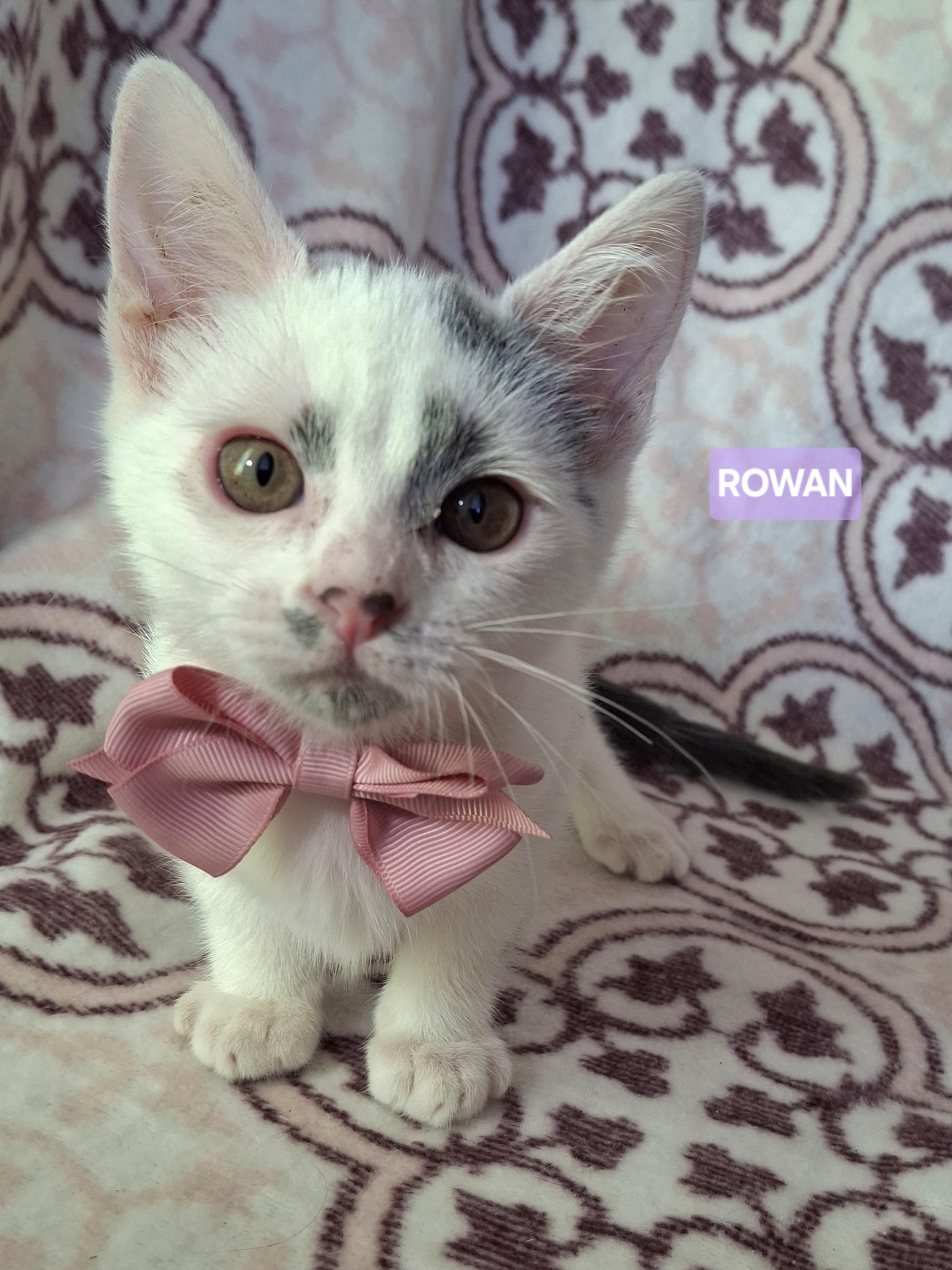 Enlarge ROWAN, a Adoptable Domestic Short Hair in Fullerton, CA image 2/6