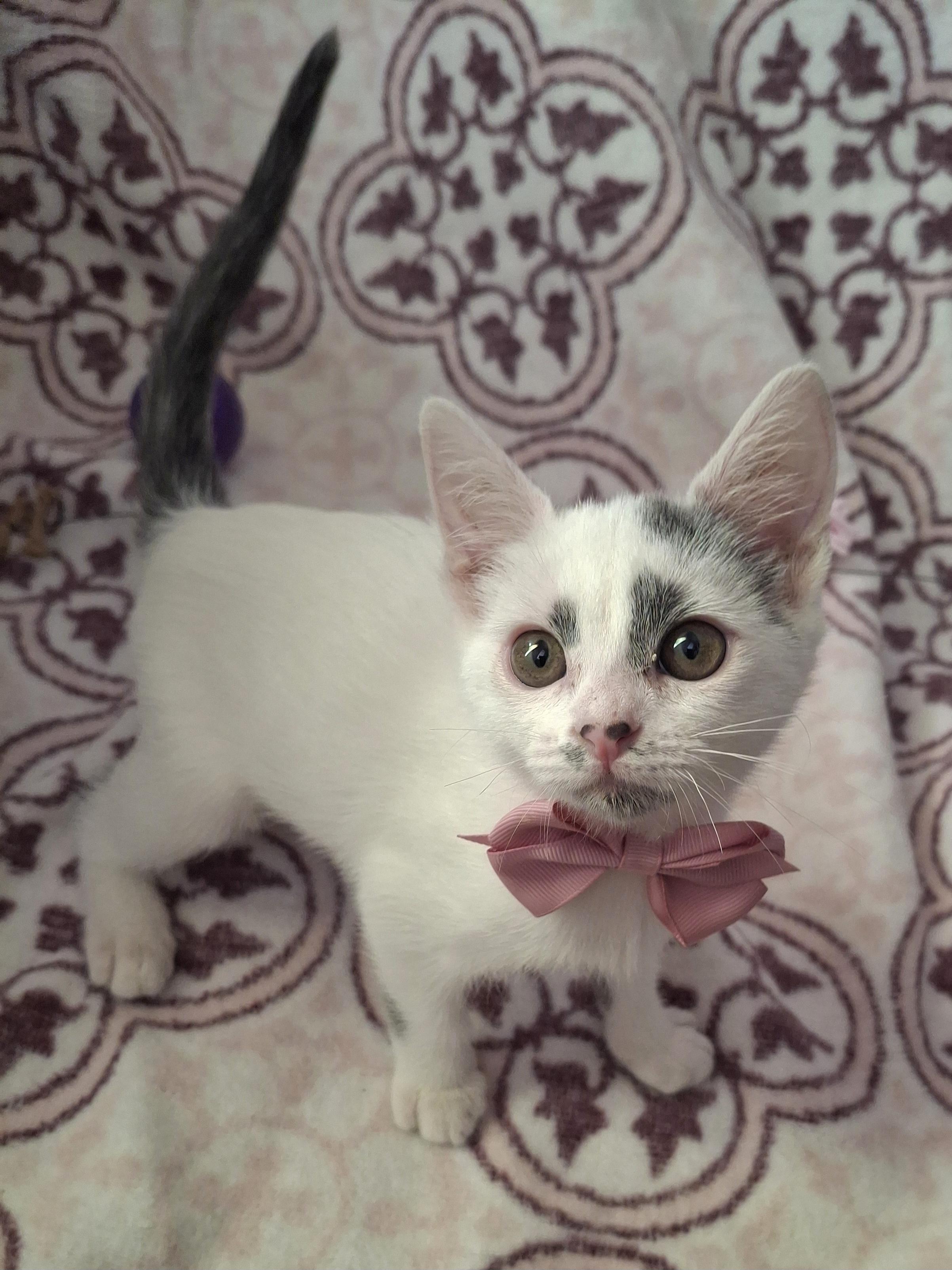 Enlarge ROWAN, a Adoptable Domestic Short Hair in Fullerton, CA image 5/6