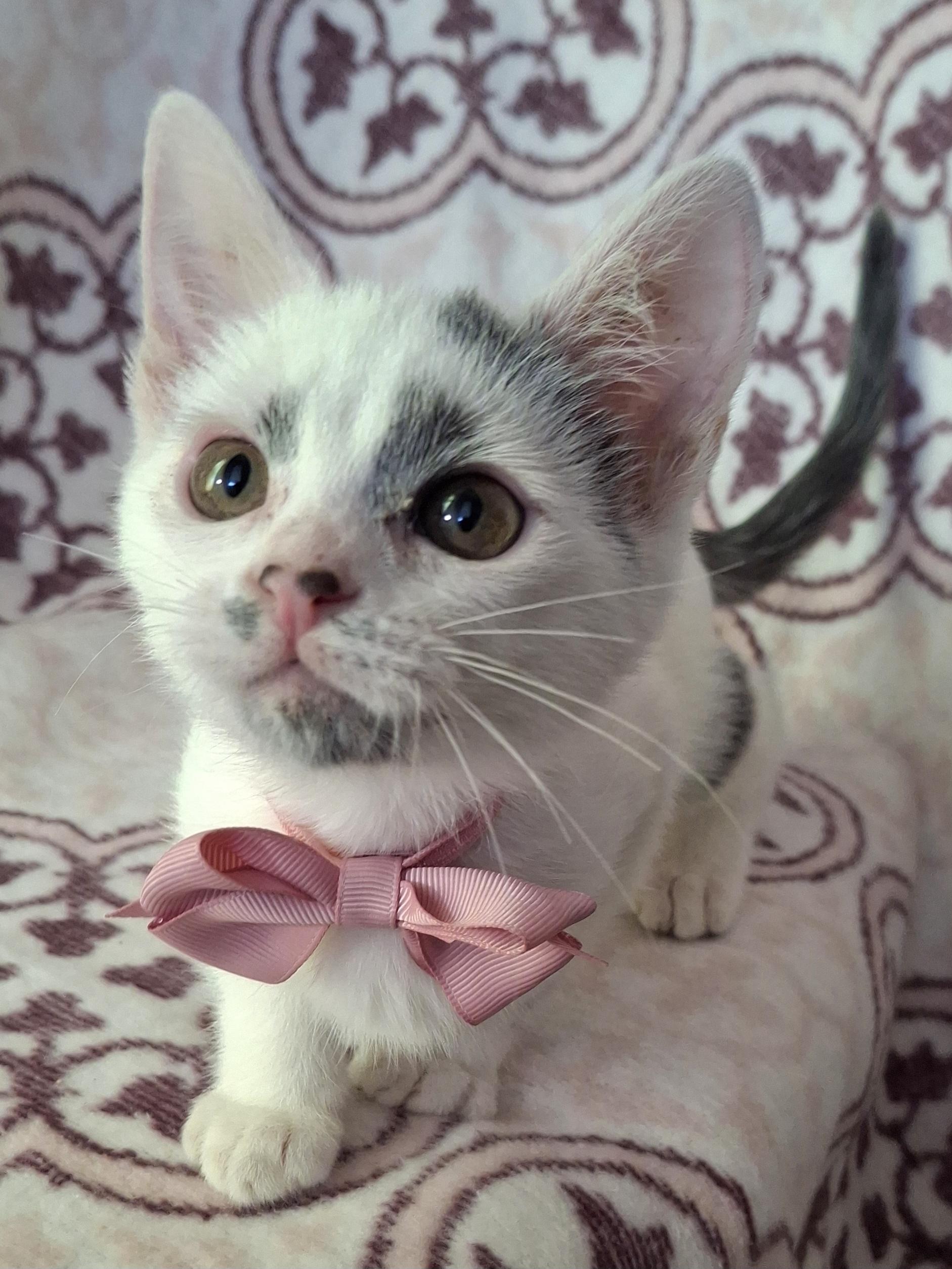 Enlarge ROWAN, a Adoptable Domestic Short Hair in Fullerton, CA image 4/6