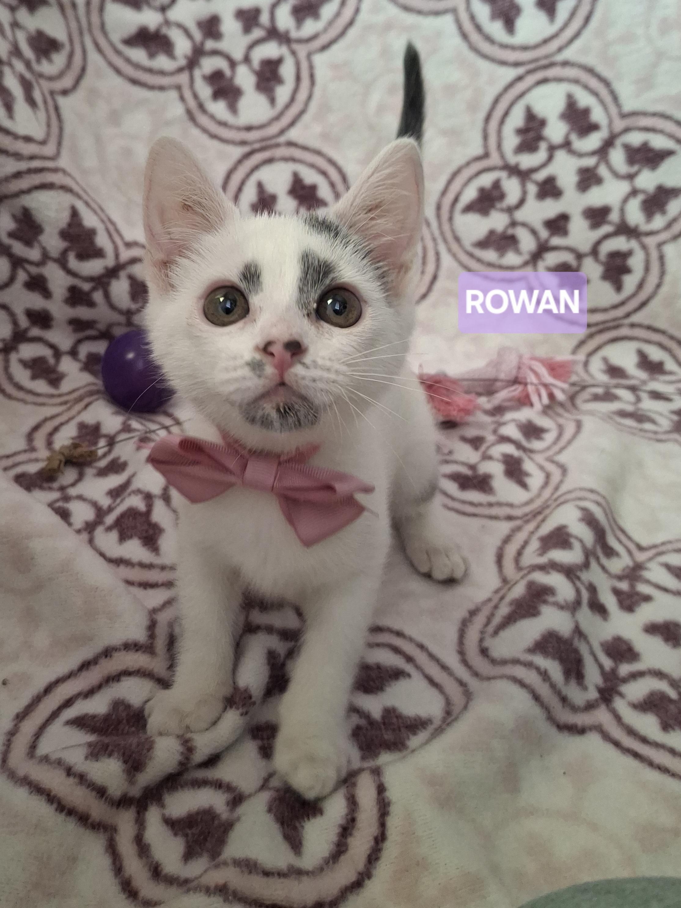 Enlarge ROWAN, a Adoptable Domestic Short Hair in Fullerton, CA image 3/6