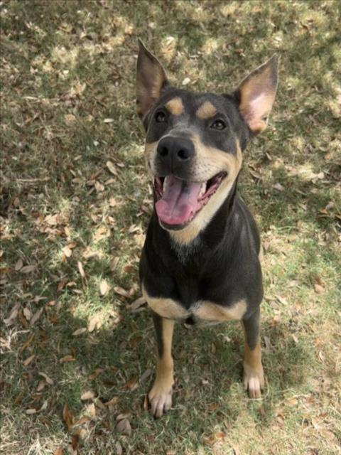 SKYE, Adoptable, Adult Female Doberman Pinscher & Mixed Breed.