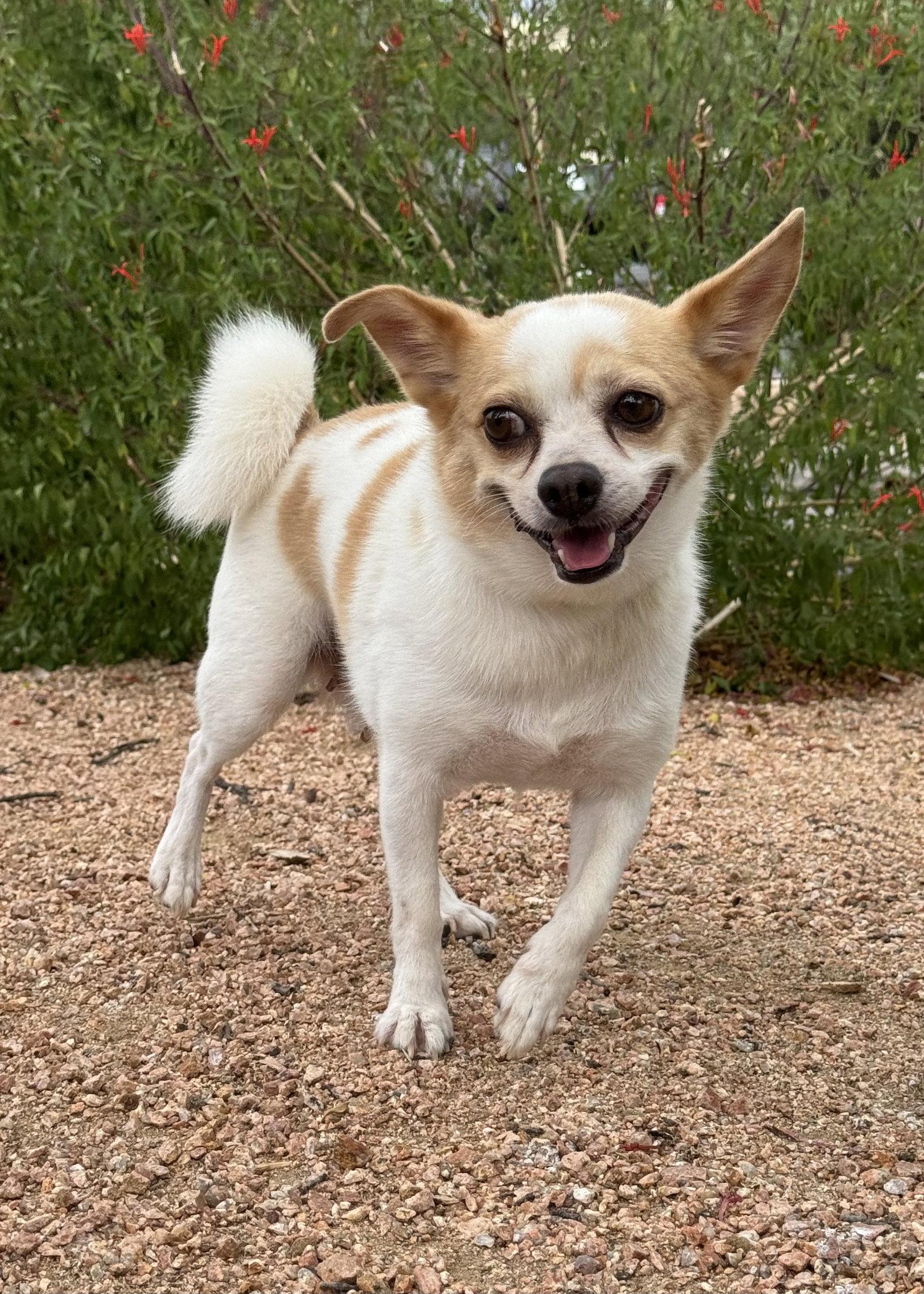 Annie, a Adopted Chihuahua in Helotes, TX image 1/3