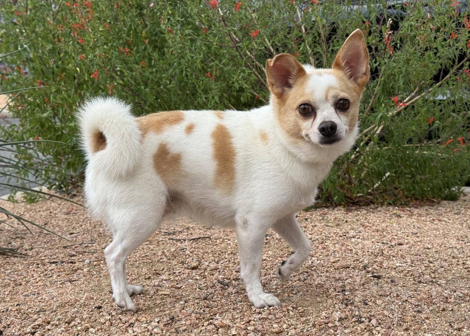 Annie, a Adopted Chihuahua in Helotes, TX image 2/3