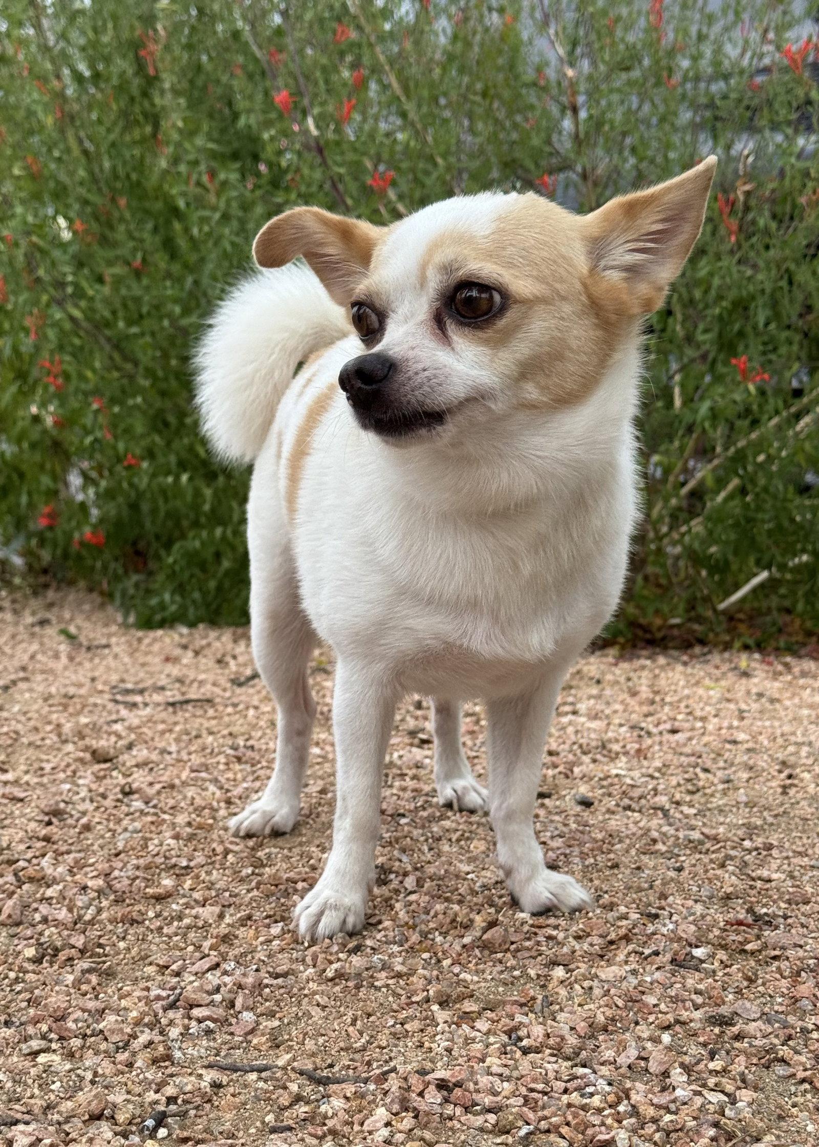 Annie, a Adopted Chihuahua in Helotes, TX image 3/3