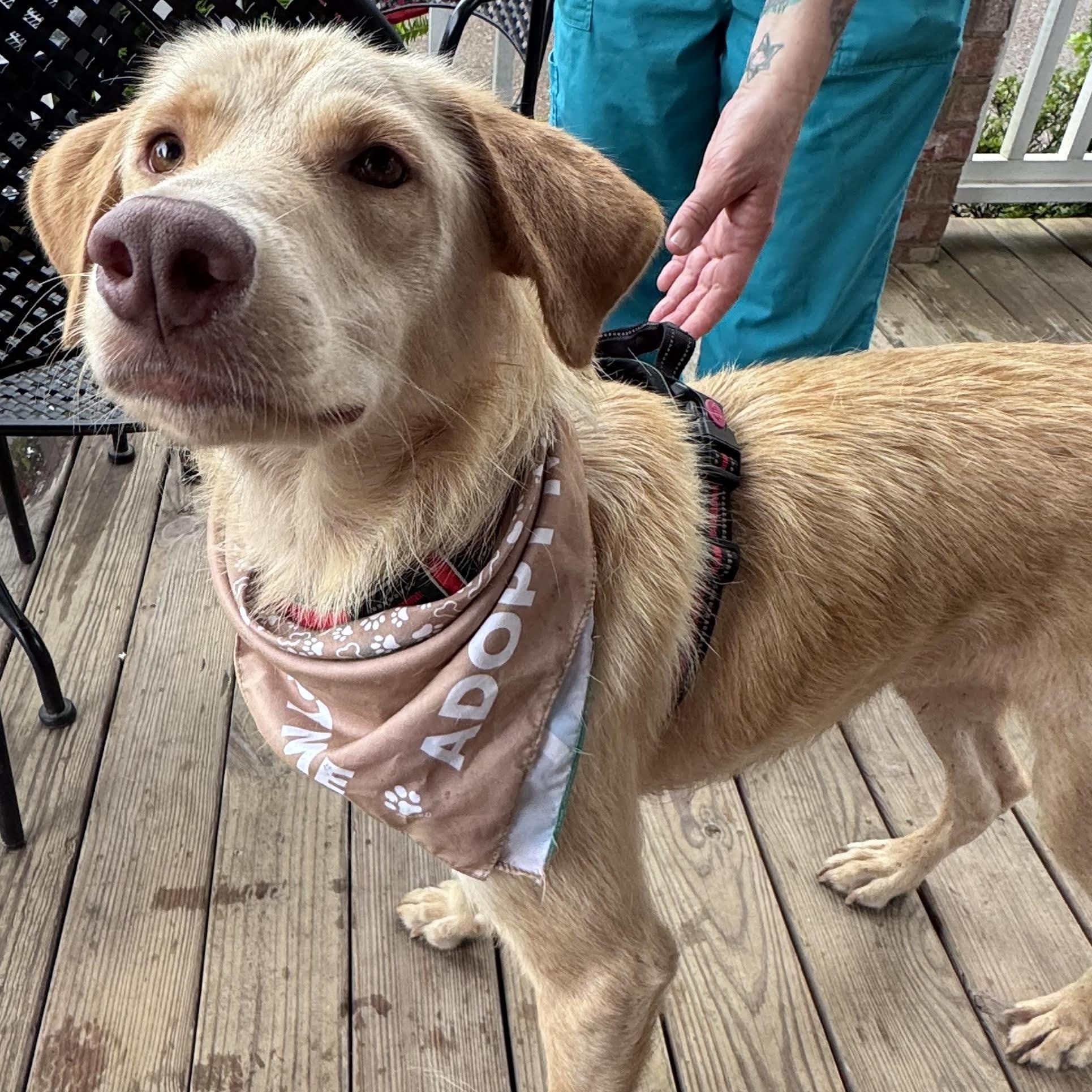 Enlarge Aaron, a ADOPTABLE mixed breed in Water Valley, MS image 1/4