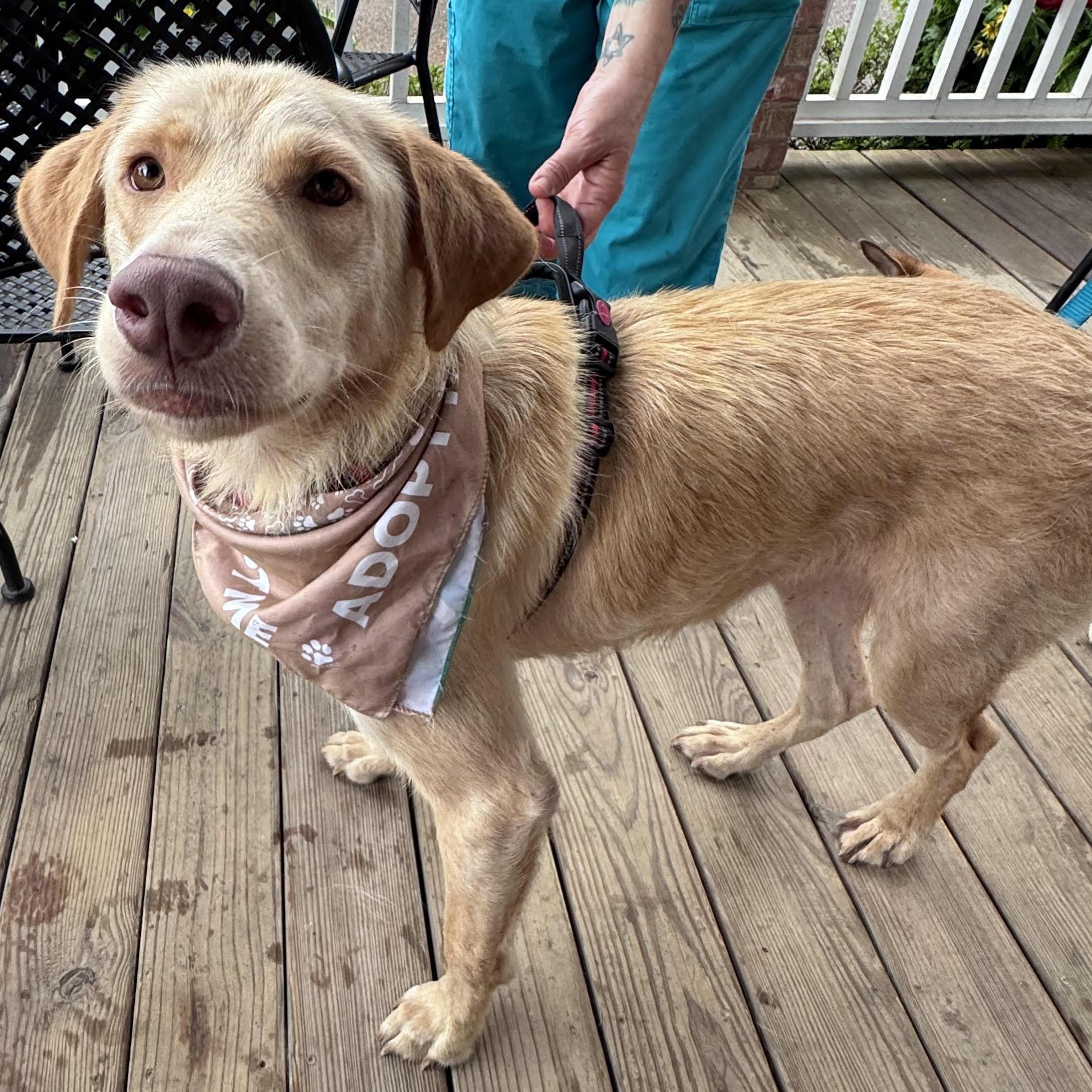 Enlarge Aaron, a ADOPTABLE mixed breed in Water Valley, MS image 2/4