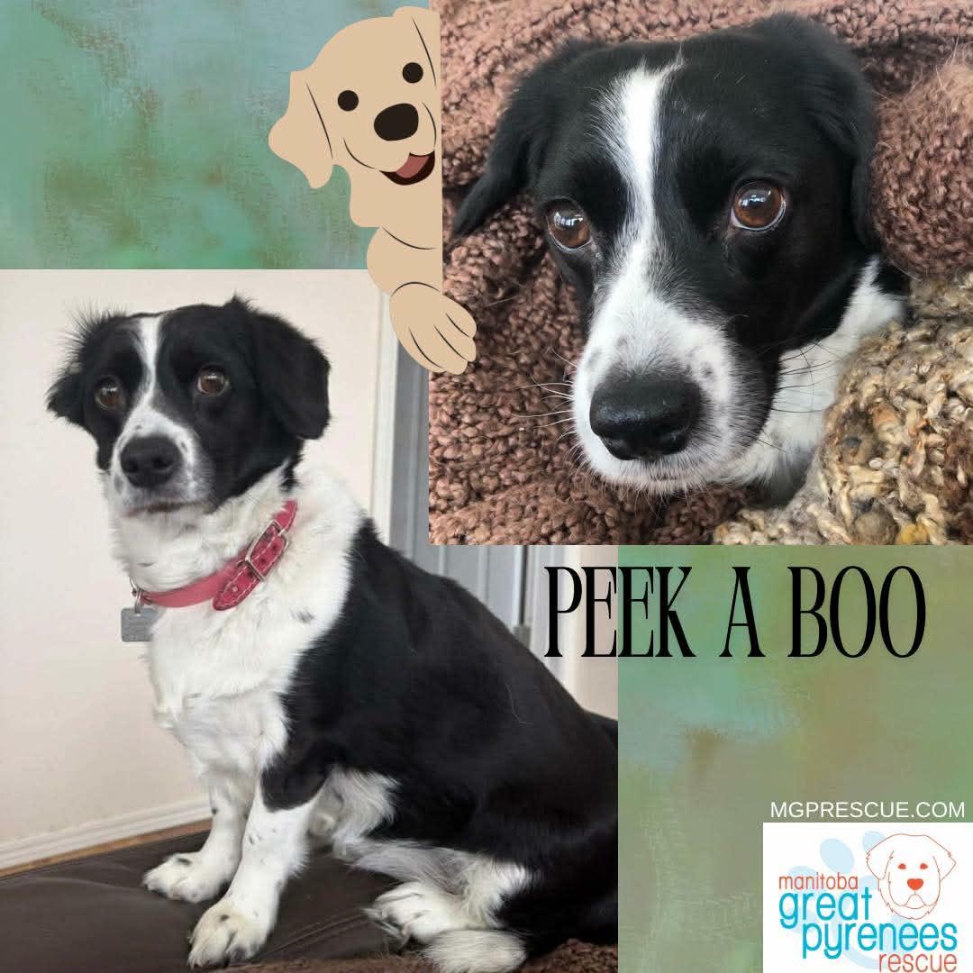 Enlarge PeekaBoo, an adopted Corgi in New Bothwell, MB image 1/1