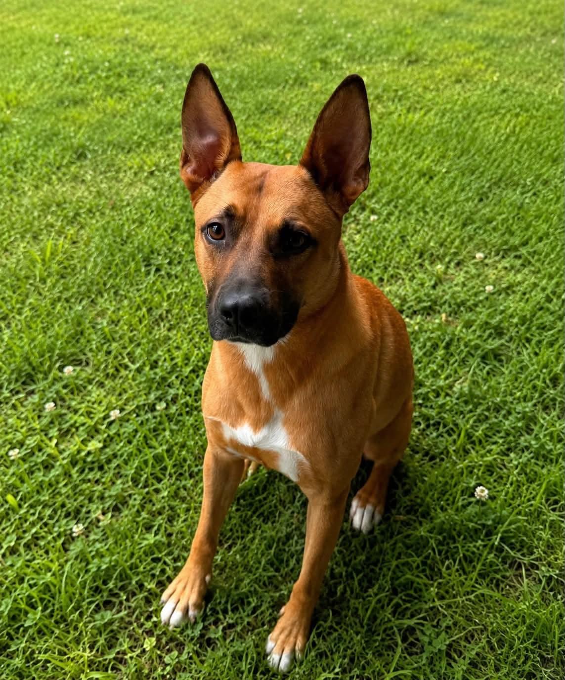 Goose, Adoptable, Adult Male Shepherd.