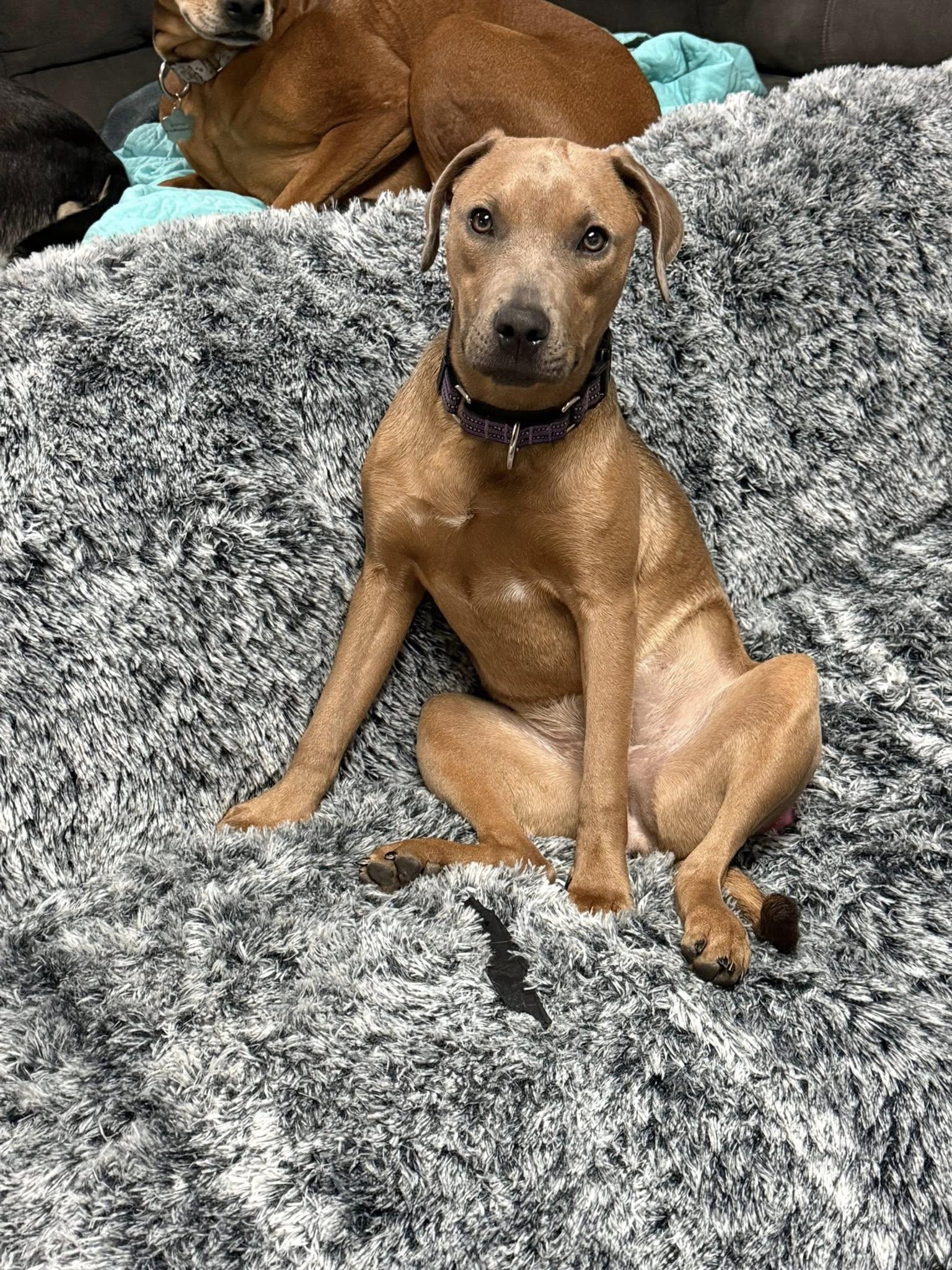 Emma, a ADOPTABLE mixed breed in Grand Island, NE image 3/5