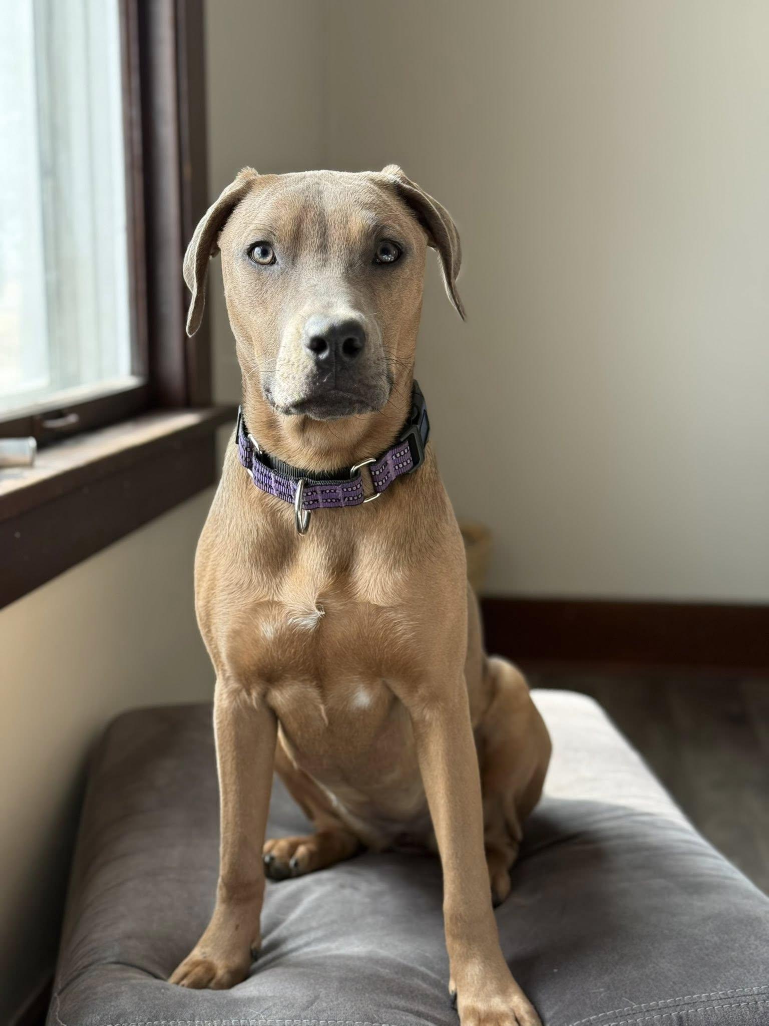 Emma, a ADOPTABLE mixed breed in Grand Island, NE image 1/5