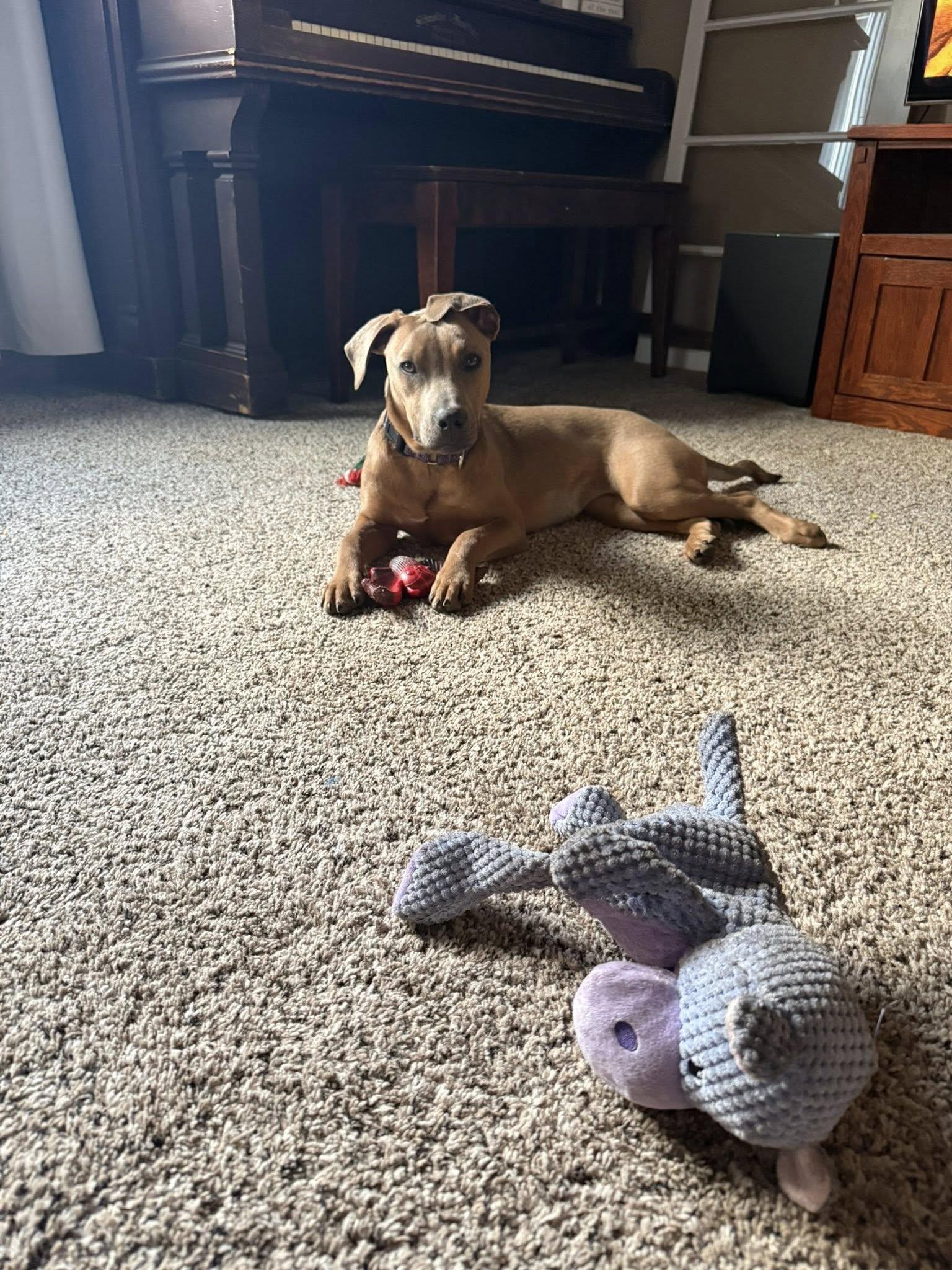 Emma, a ADOPTABLE mixed breed in Grand Island, NE image 2/5