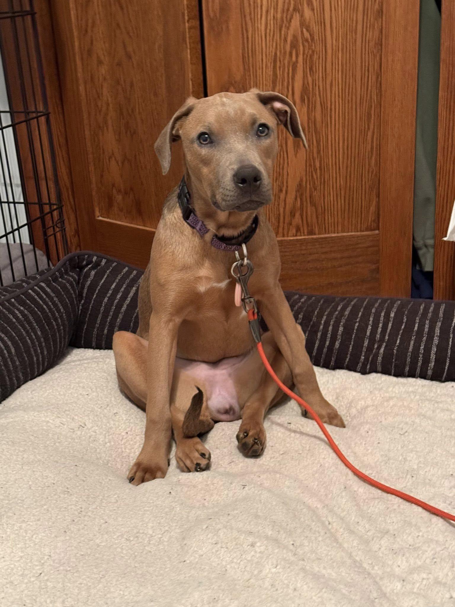 Emma, a ADOPTABLE mixed breed in Grand Island, NE image 4/5