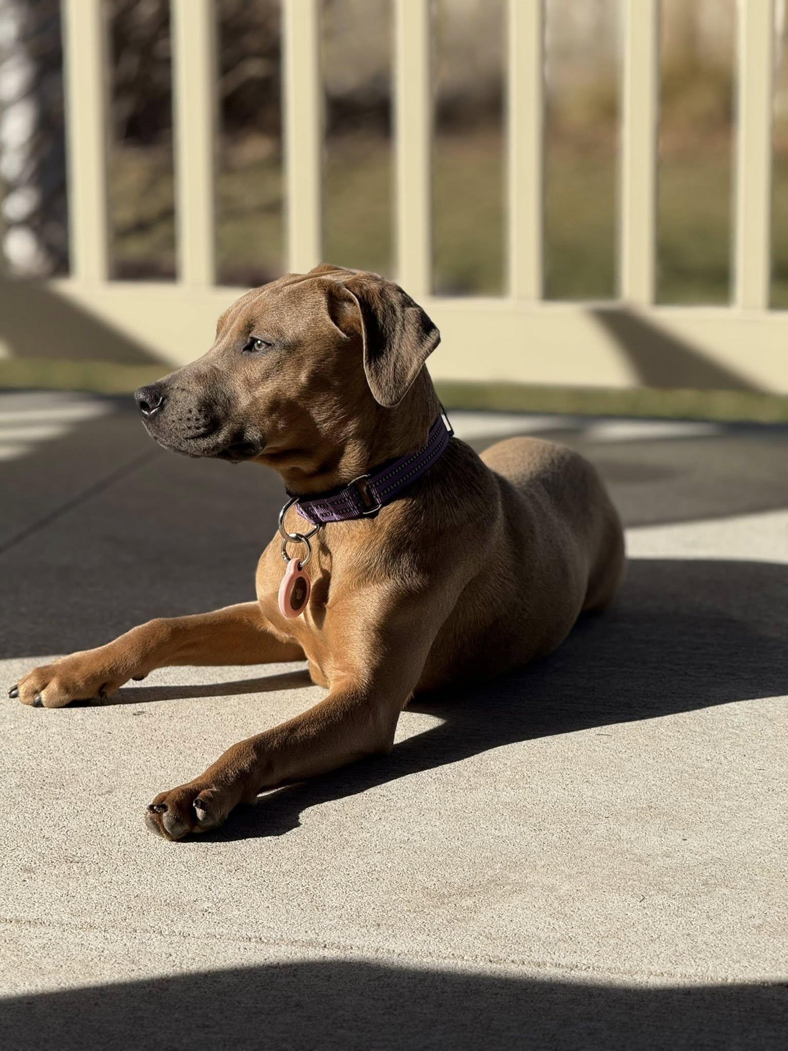 Emma, a ADOPTABLE mixed breed in Grand Island, NE image 5/5